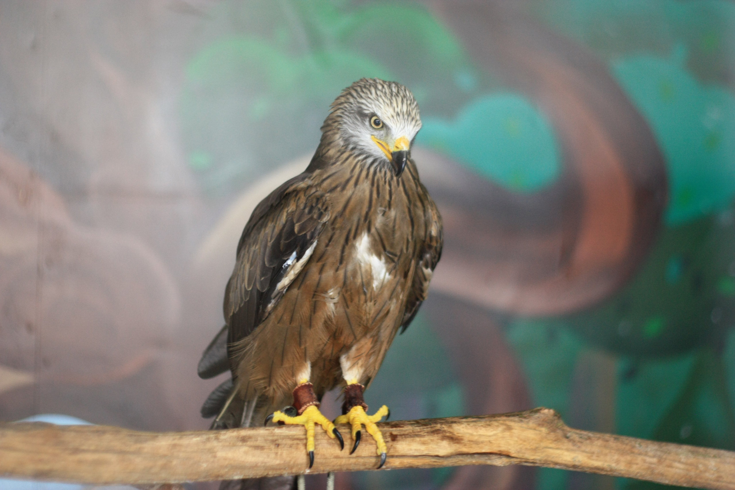 Первые кадры. Сочи — парк. Фотограф Роман Адлер