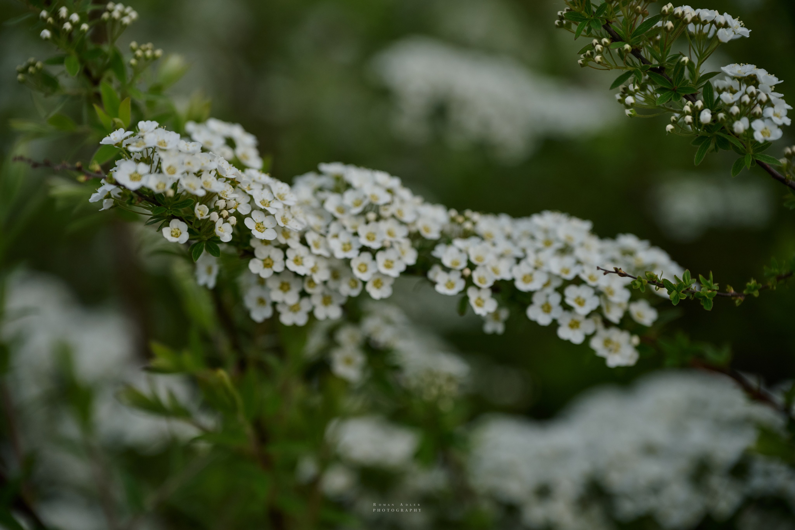 Тула. Апрель 2024. Фотограф Роман Адлер