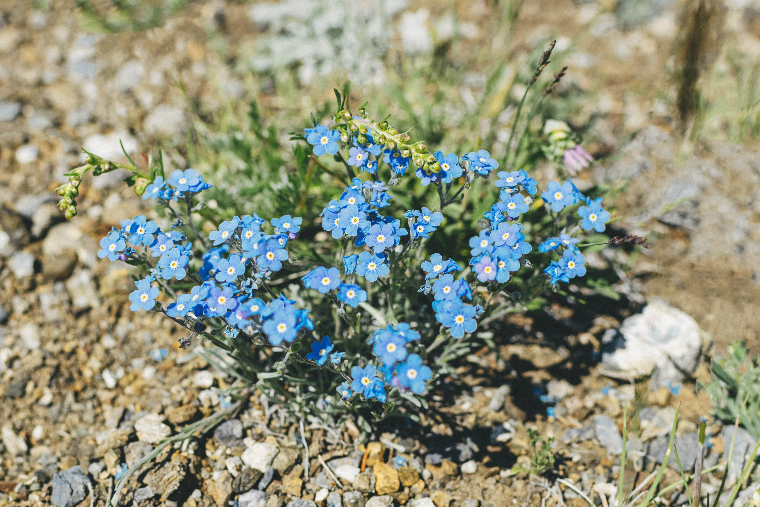 Anya. Film Photographer in Da Nang, Vietnam — Tanya Parfenteva