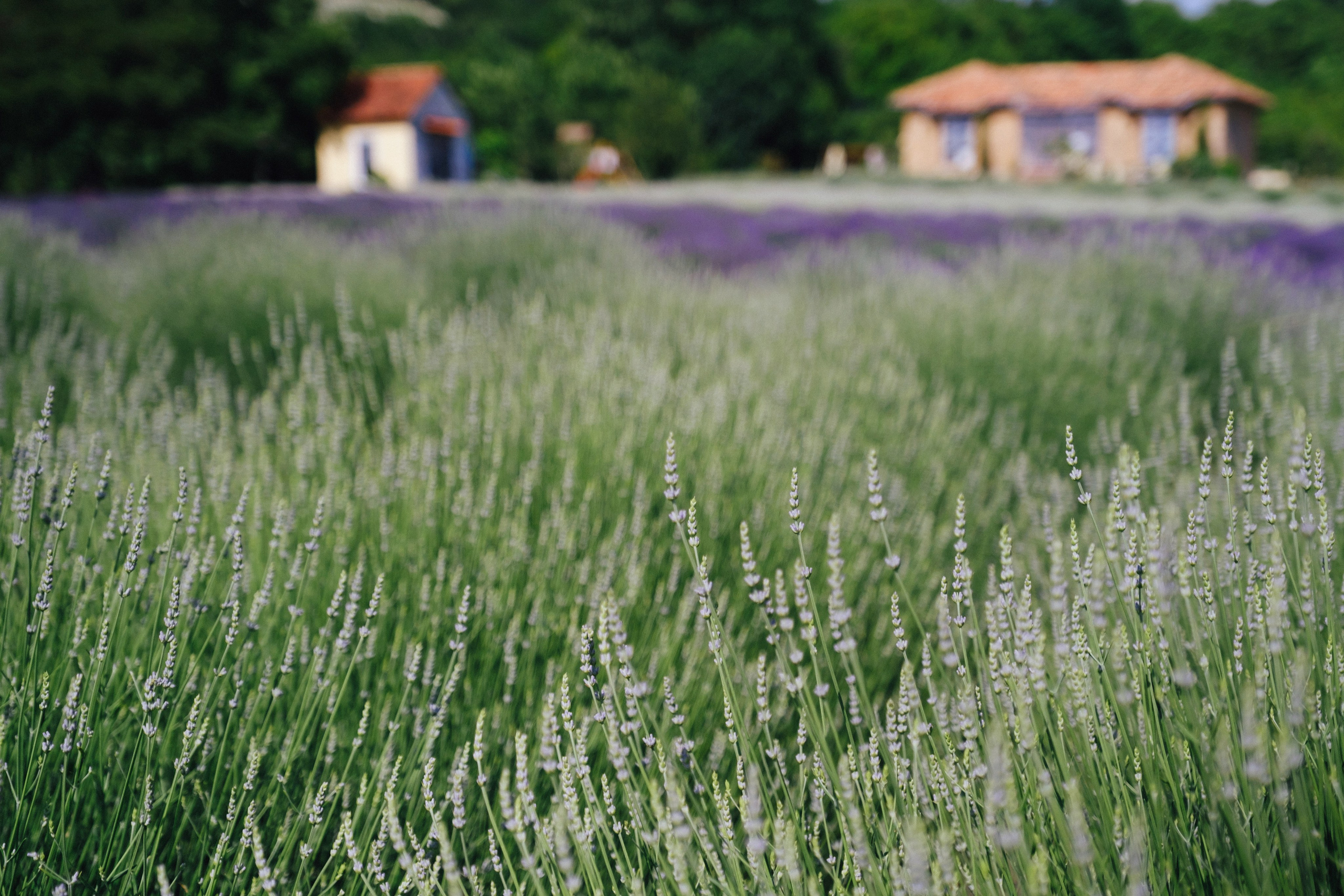 Лавандовые поля-Maison de Plantes. Свадебный Видеограф Фотограф в Сочи