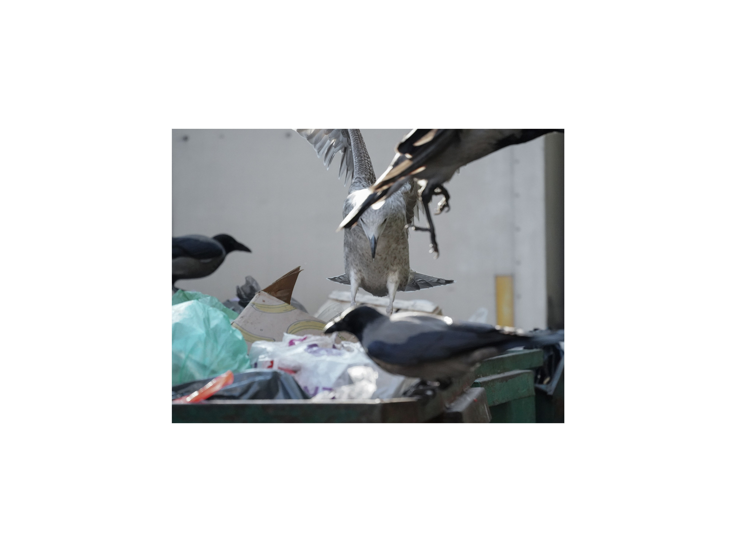 Дабрабыт / welfare