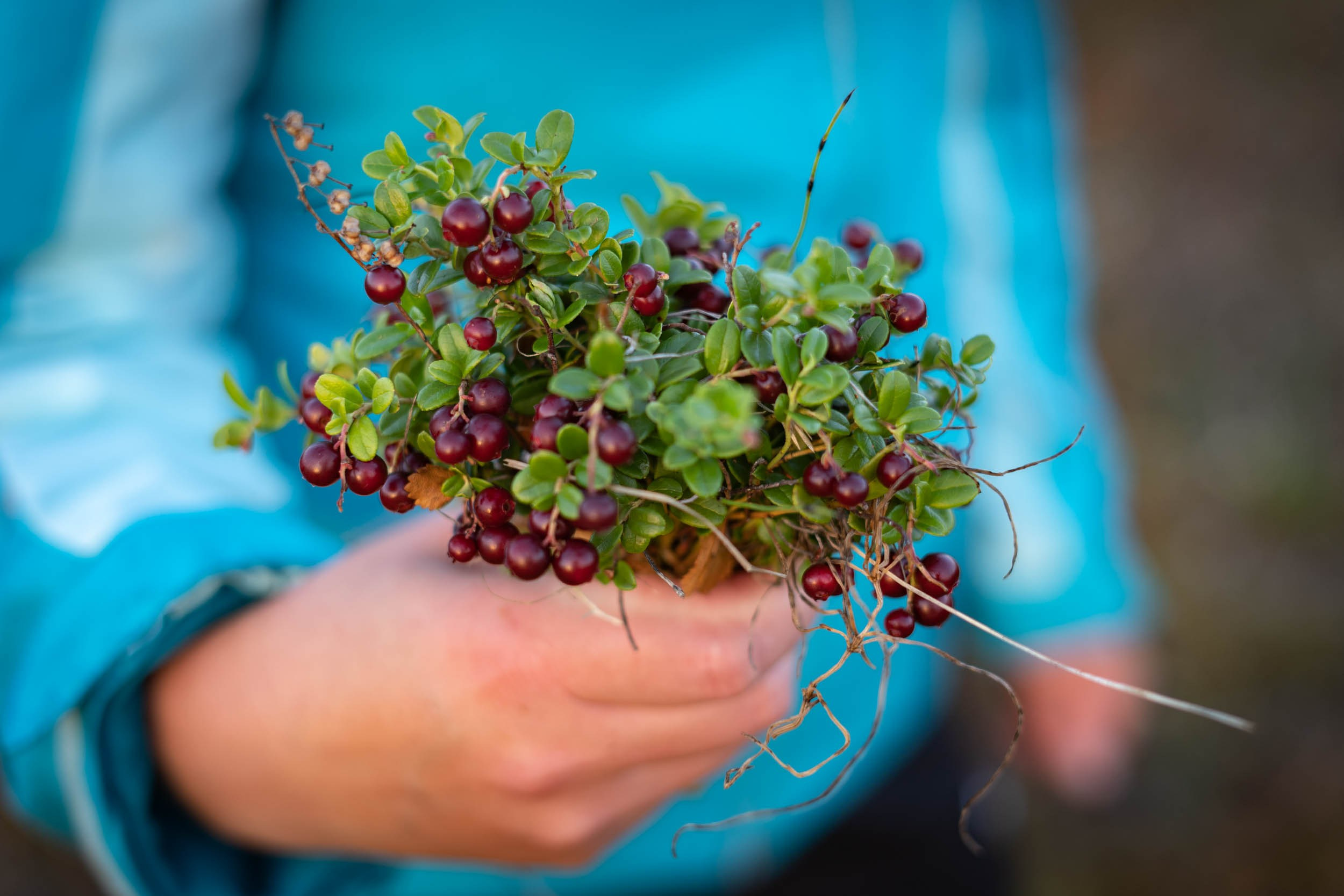 Рифы девонского моря. Фотограф Екатерина Зорина