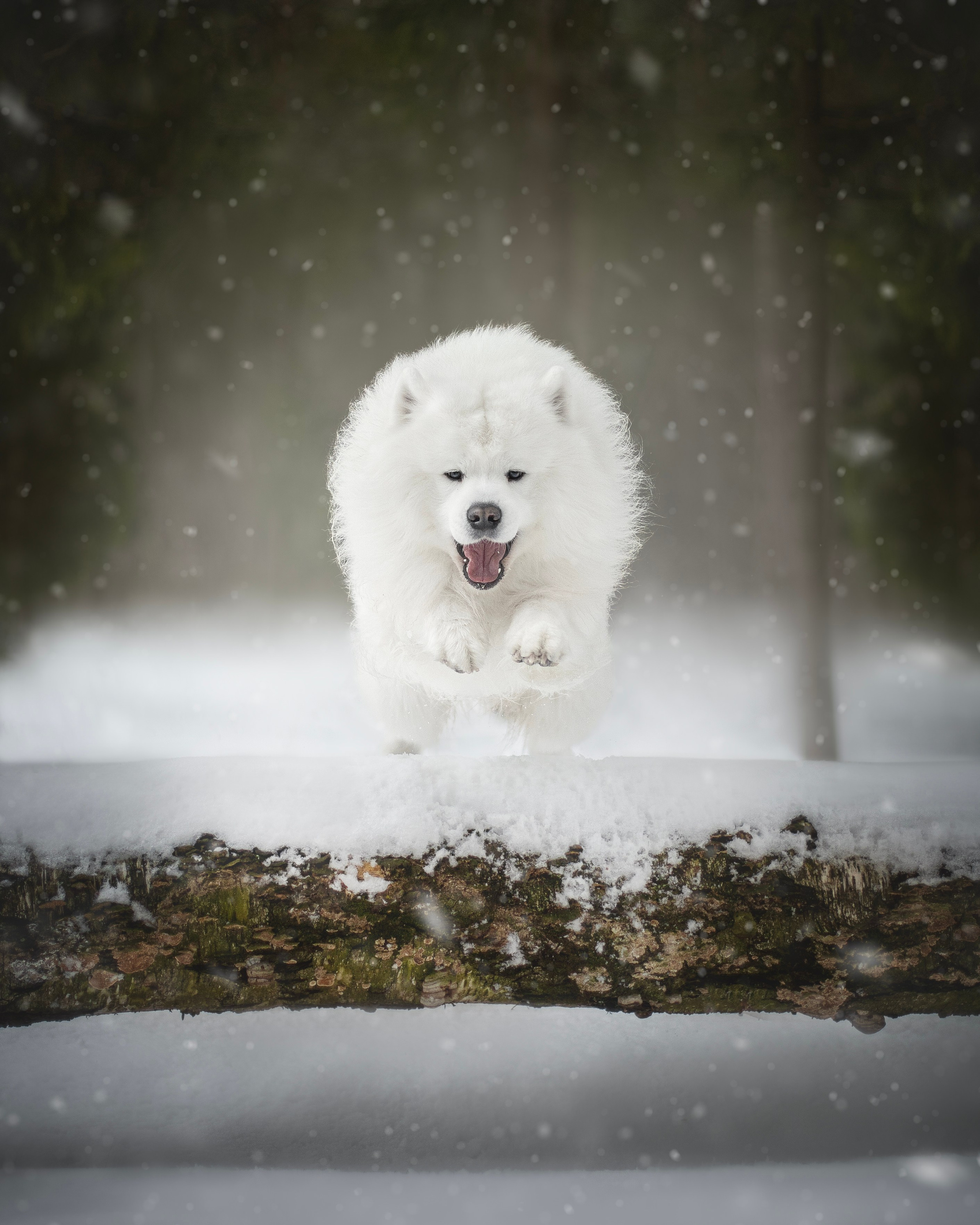 Фото собак, животных зимой. Фотограф анималист в Москве Майорова Евгения