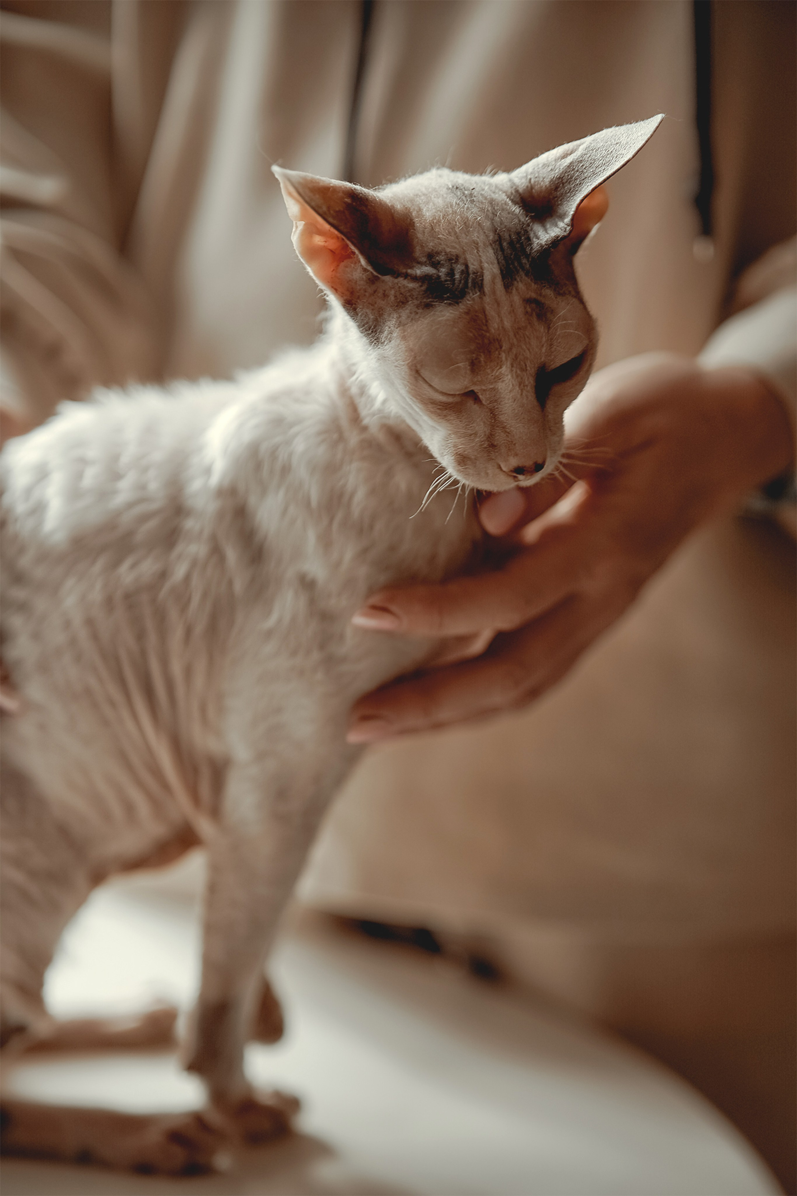 Семейная с кошками. Портретный и семейный фотограф в Санкт-Петербурге Татьяна Дубова