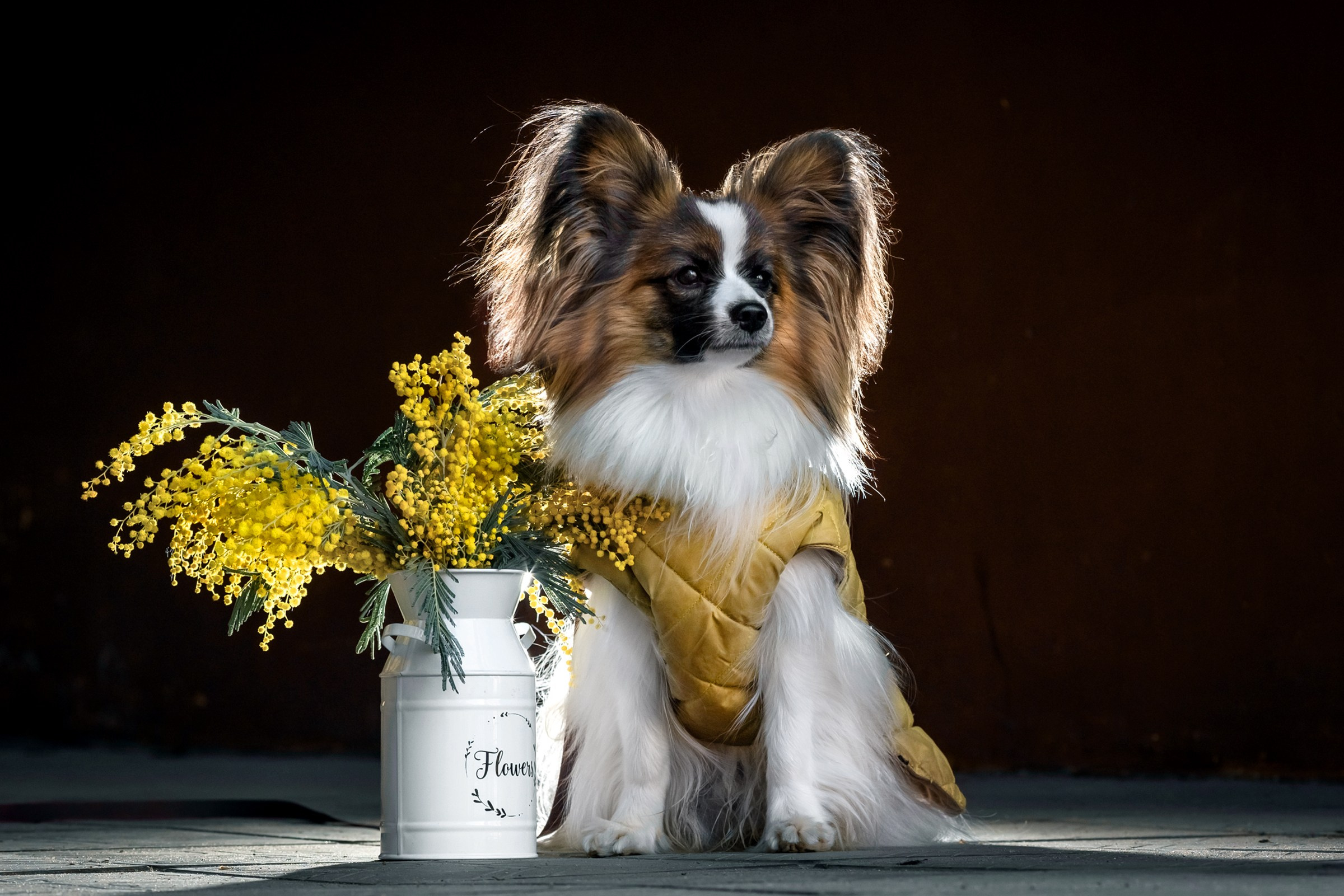 Хьюстон. Фотограф анималист Аня Ливанова | Рыбинск