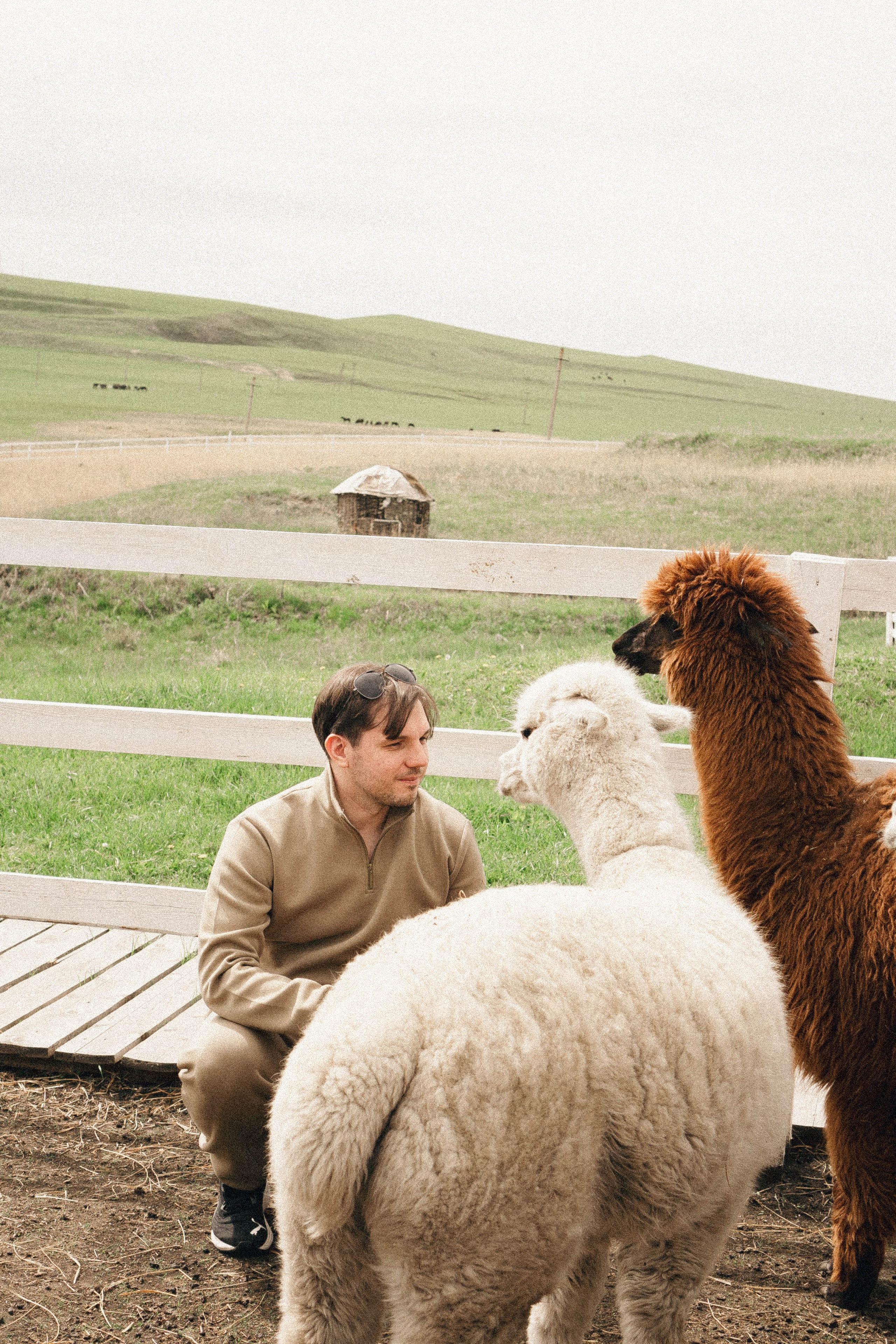 Ферма Альпак. Профессиональный фотограф, Санкт-Петербург — Виктория Богомолова
