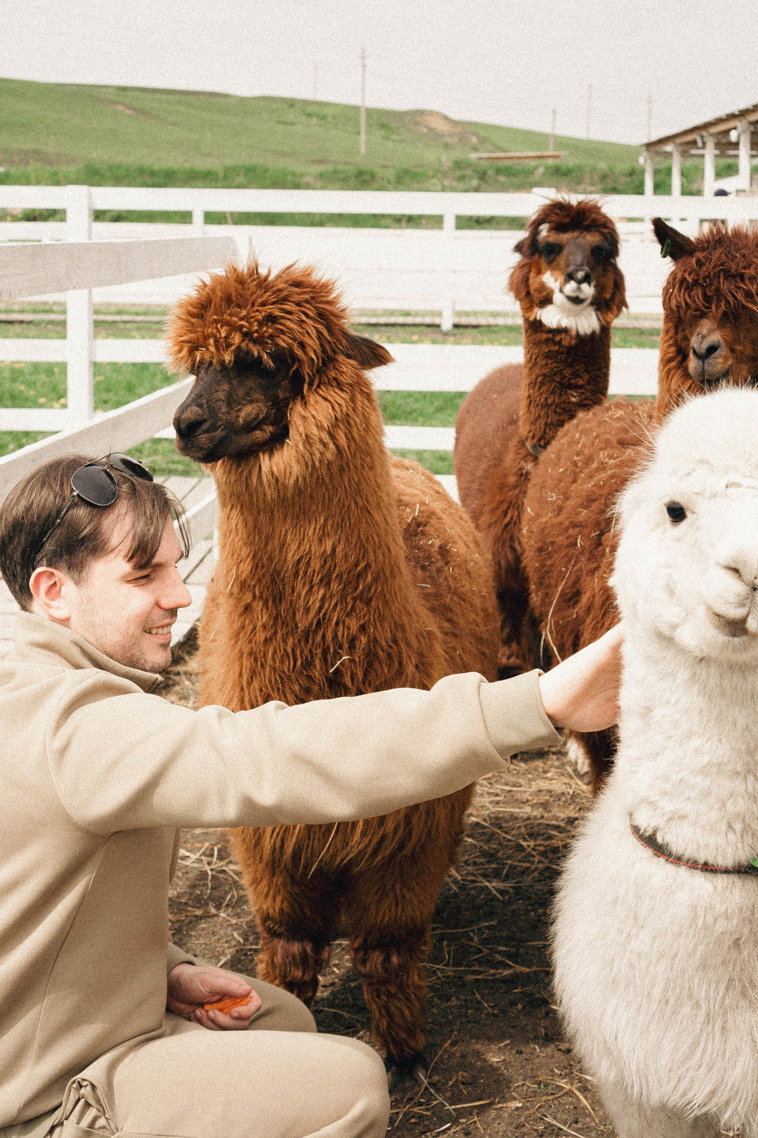 Ферма Альпак. Профессиональный фотограф, Санкт-Петербург — Виктория Богомолова