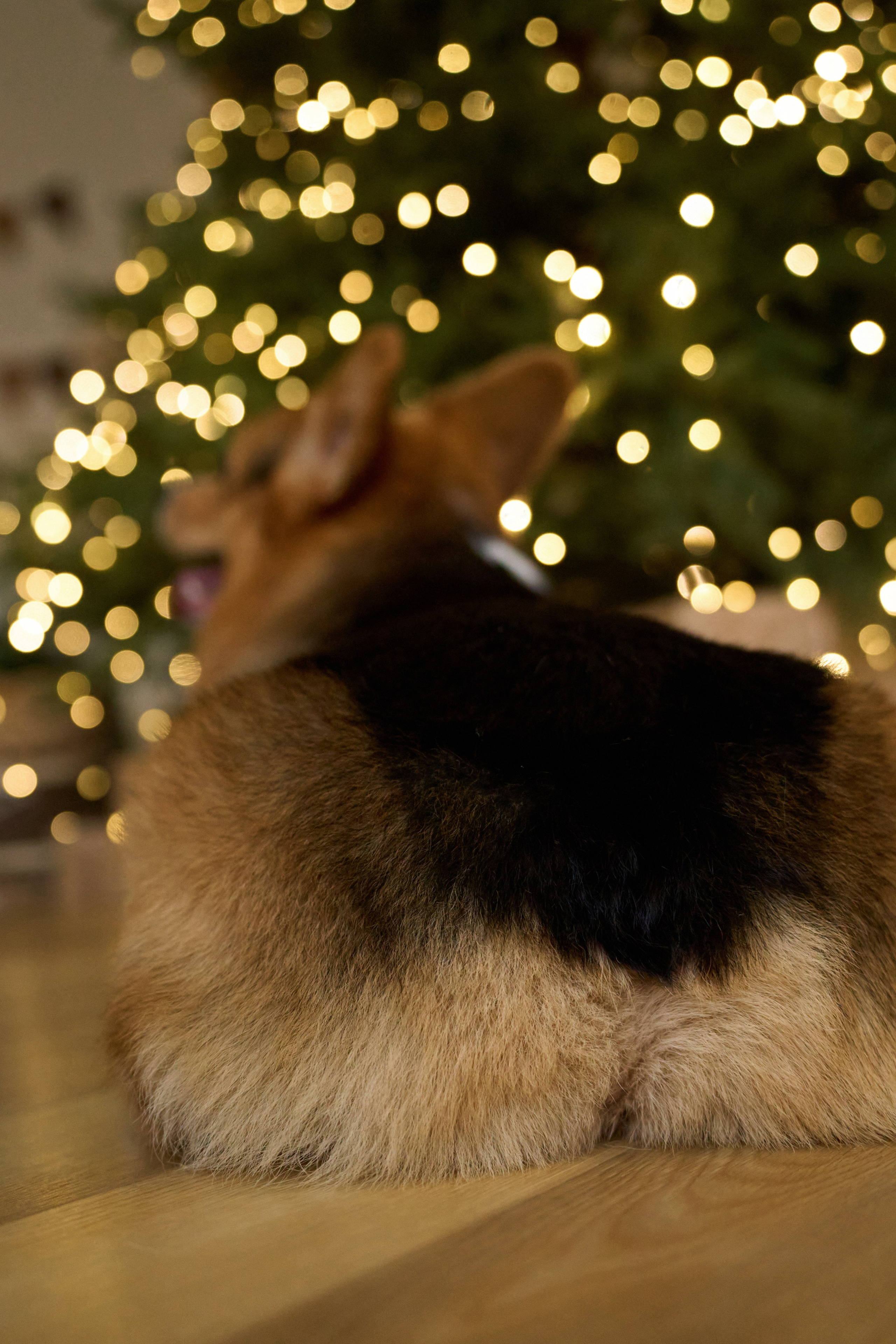 Максим, Кристина и Кофри. Фотограф из Владивостока Юлия Черепова