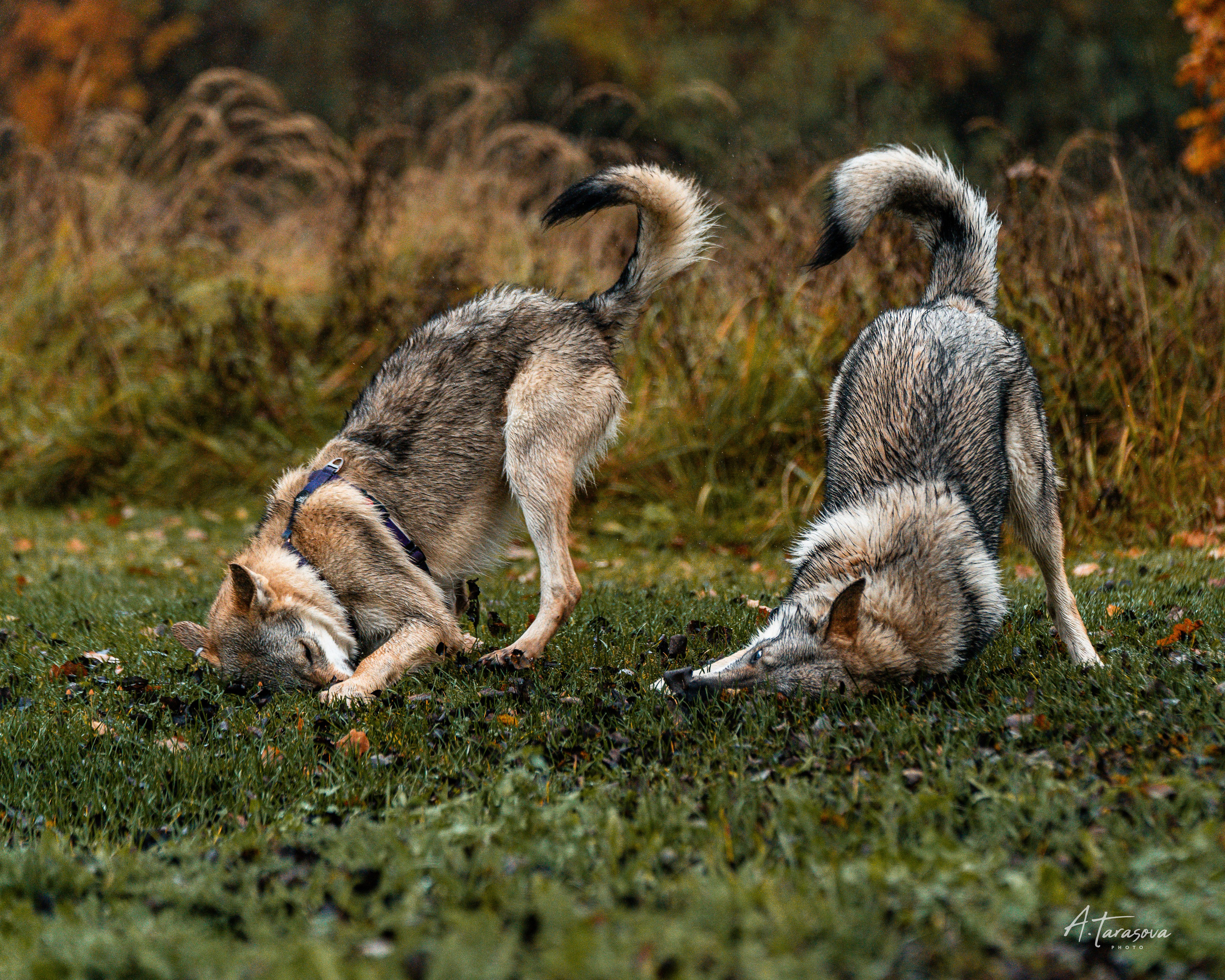 ФОТОПАМЯТЬ ВАШИХ ЭМОЦИЙ. Фотограф-анималист, семейный фотограф в Москве и Подмосковье. Фотосъёмка кинологических дисциплин