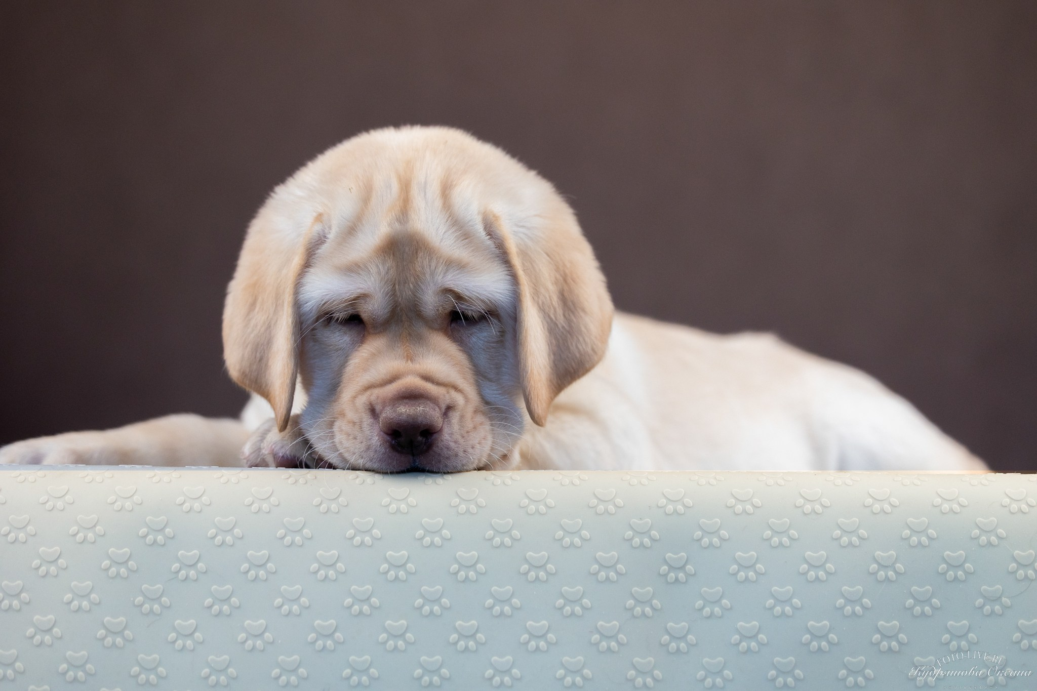 Лабрадоры. Фотограф 📸 анималист, предметный, репортажный