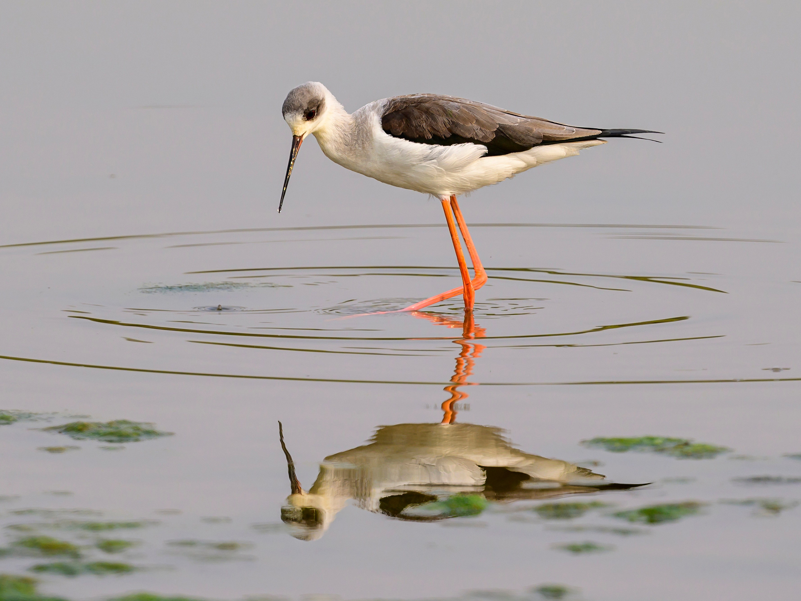 Раджастан, Индия. Wildlife photography by Sergey Puponin