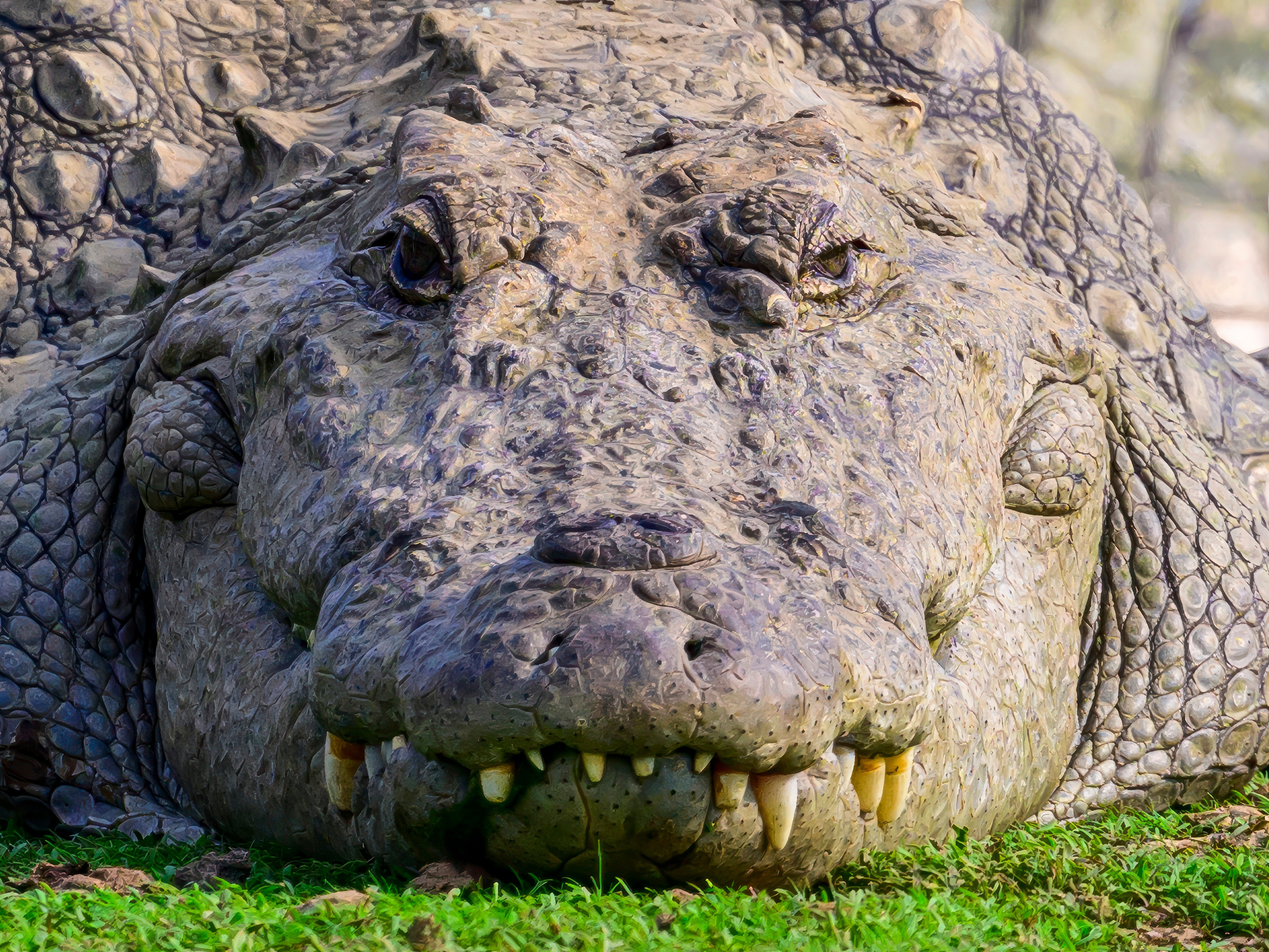 Раджастан, Индия. Wildlife photography by Sergey Puponin