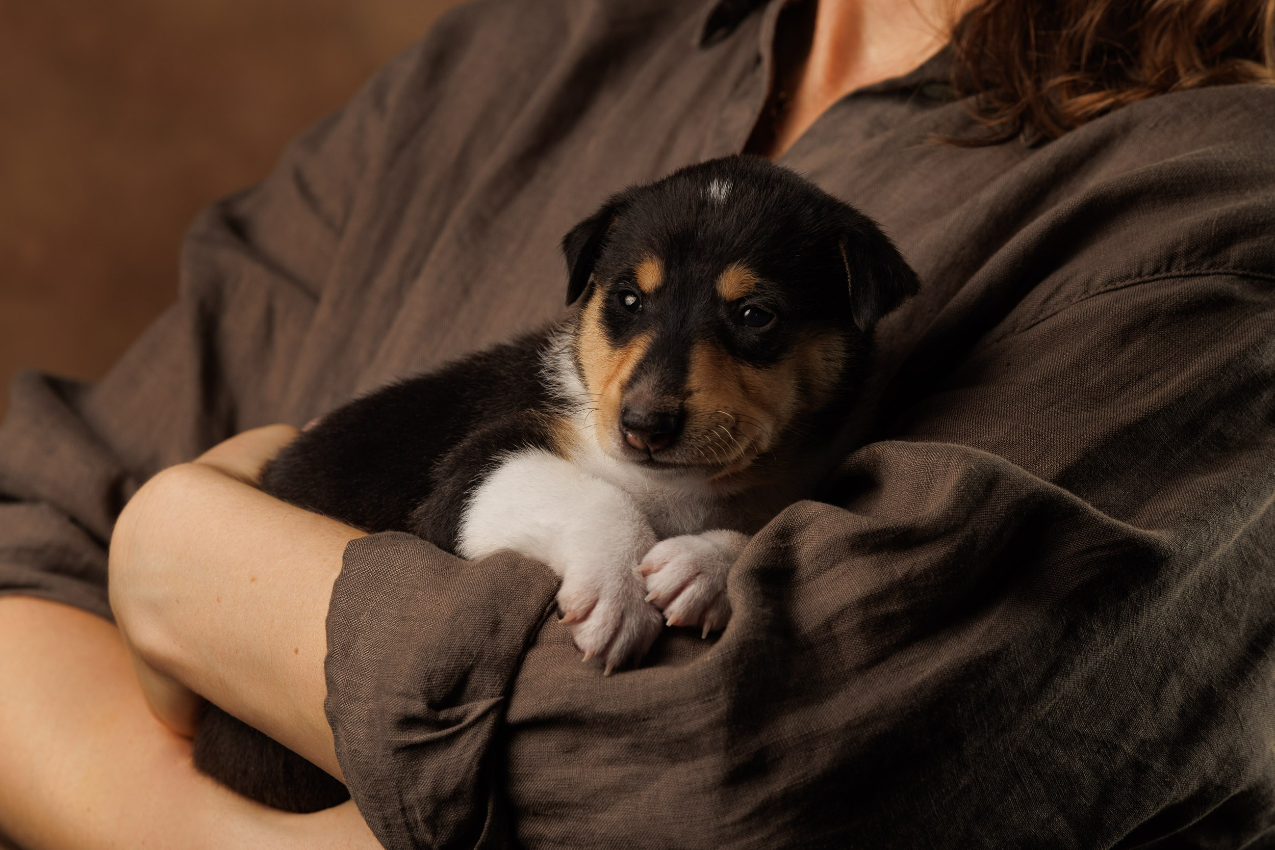Триколор на коричневом. Фотограф-анималист в Москве и Московской области Татьяна Фролова