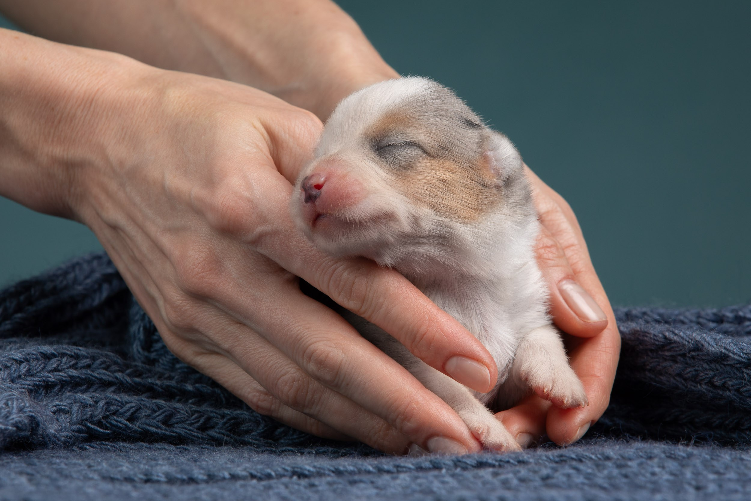 Ньюборн фотосъемка для помета вельш корги кардиганов. Фотограф-анималист в Москве и Московской области Татьяна Фролова