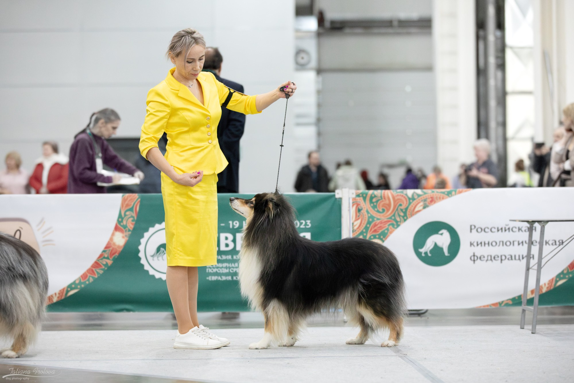 Съёмка в ринге на Евразии, России. Фотограф-анималист в Москве и Московской области Татьяна Фролова