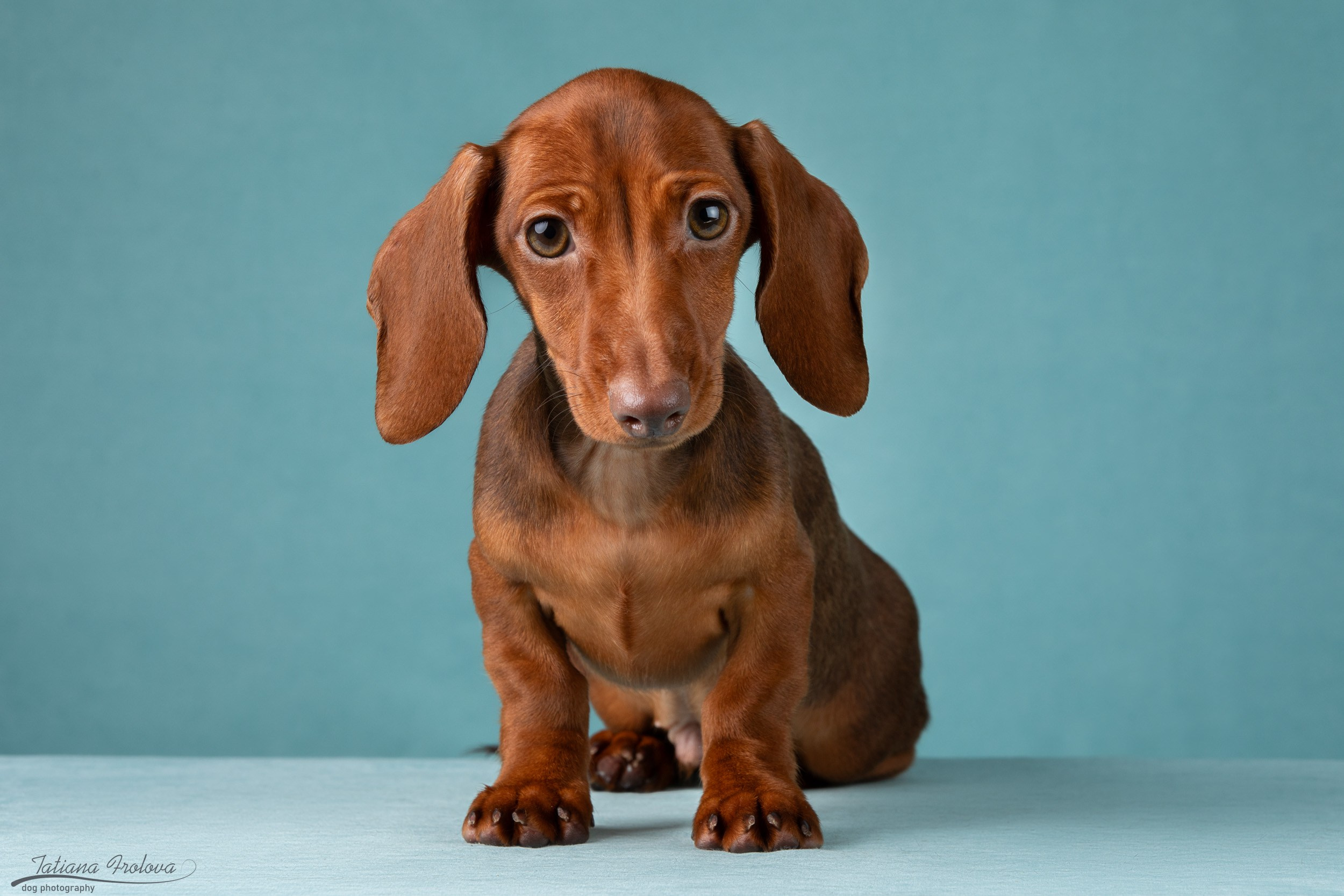 Съемка щенков таксы в минималистичном стиле. Фотограф-анималист в Москве и Московской области Татьяна Фролова