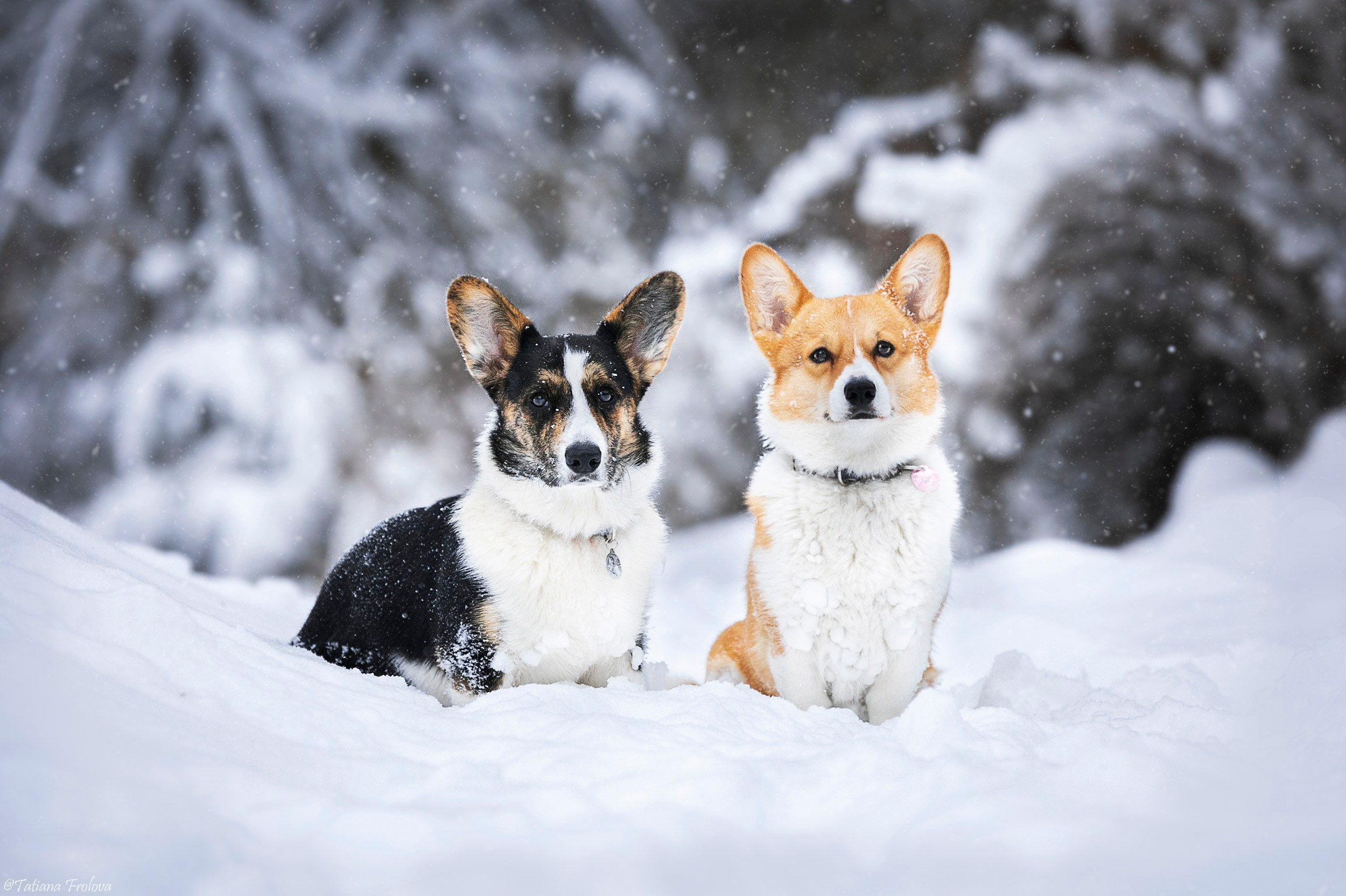 Фотосессия с собаками в зимнем лесу в Пушкино. Фотограф-анималист в Москве и Московской области Татьяна Фролова