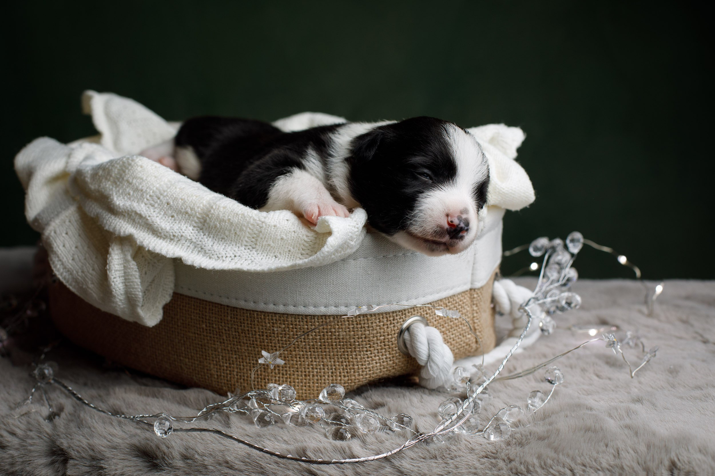 Студийная ньюборн съемка помета бордер-колли. Фотограф-анималист в Москве и Московской области Татьяна Фролова