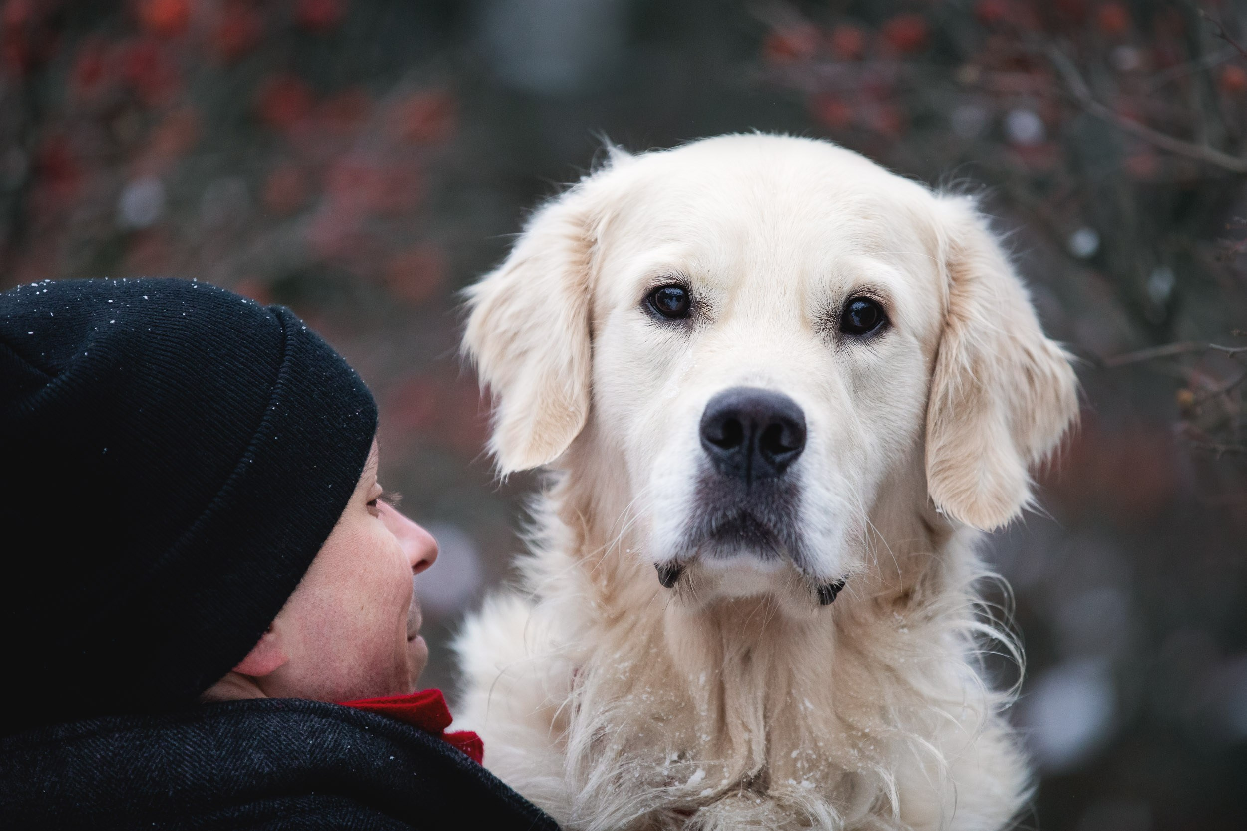 Фотосессия хозяина и ретривера. Фотограф-анималист в Москве и Московской области Татьяна Фролова
