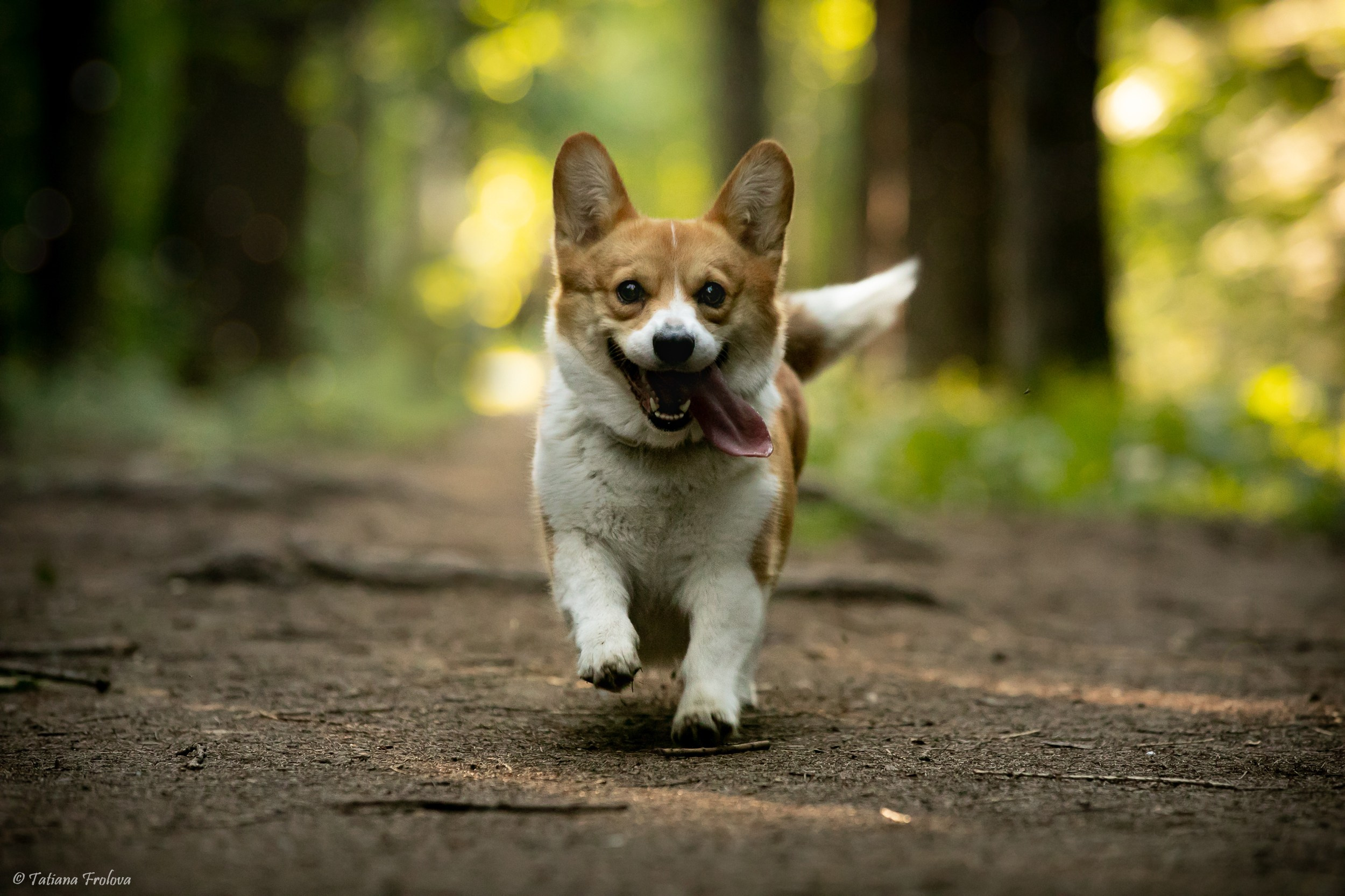 Фотографии собаки с хозяйкой в парке летним вечером. Фотограф-анималист в Москве и Московской области Татьяна Фролова