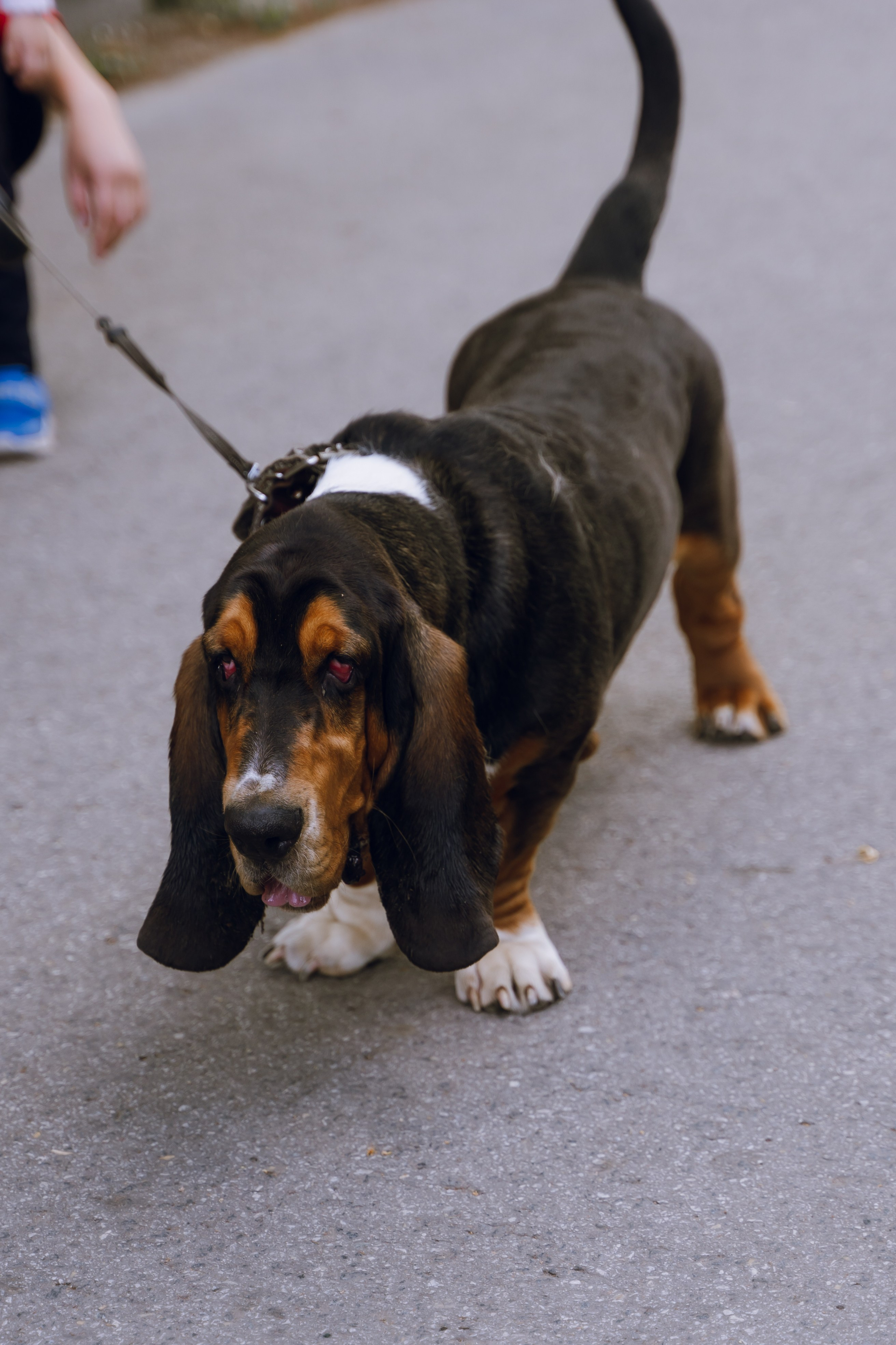 Площадка фестиваля «Мампус и его друзья» в Лесопарке 2025. Фотограф Надежда Погребняк | Рязань | Москва