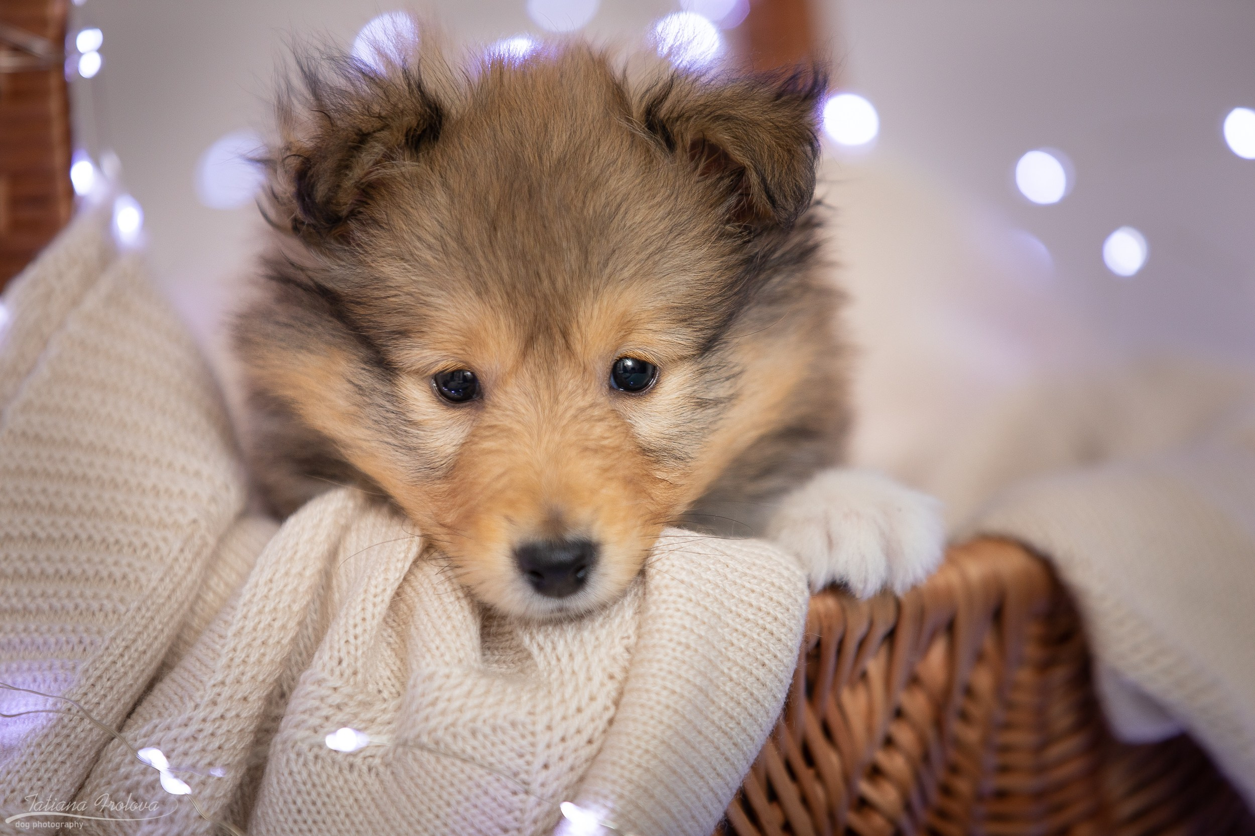 Съёмка щенков дома. Фотограф-анималист в Москве и Московской области Татьяна Фролова