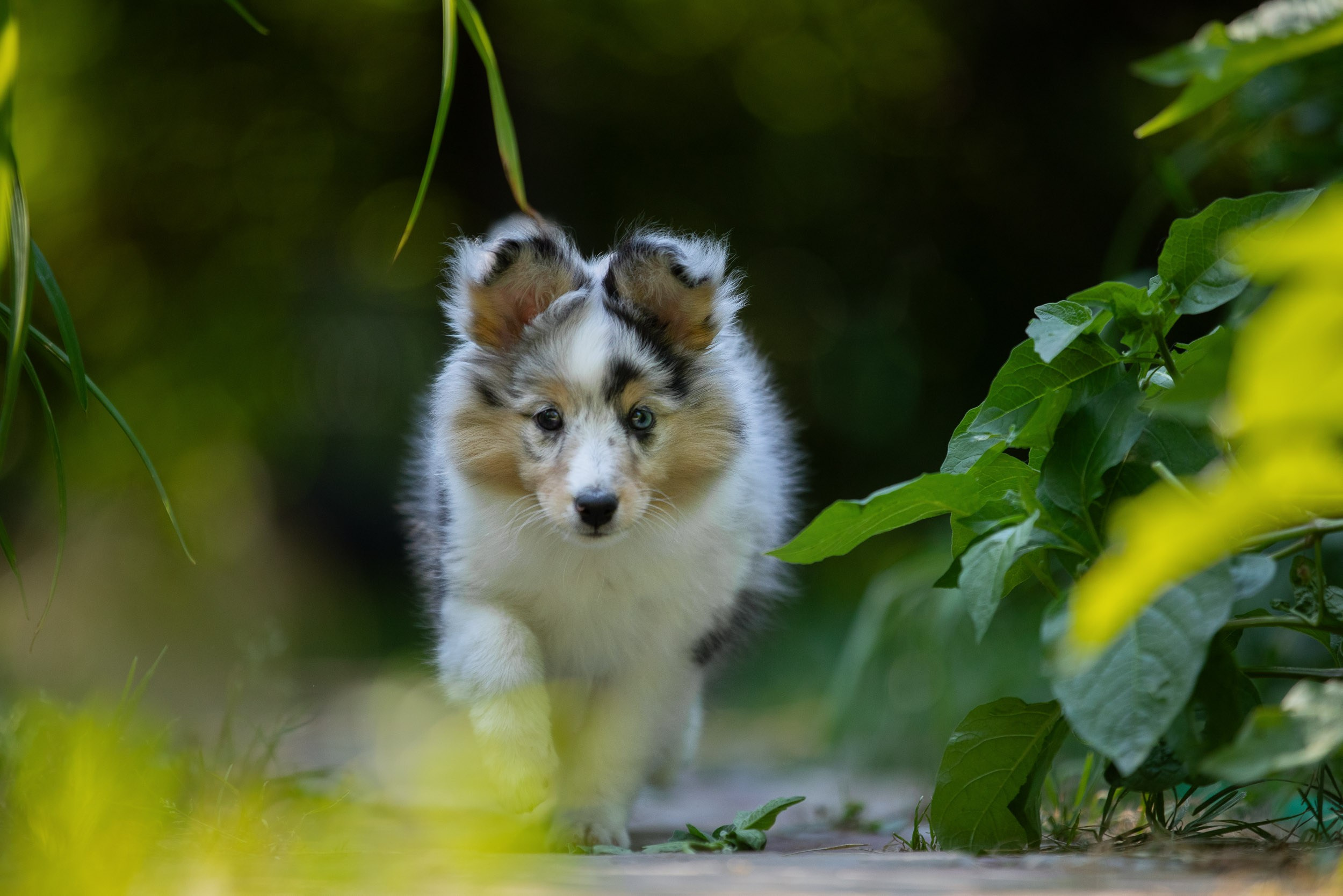 Фото щенков в мыльных пузырях. Фотограф-анималист в Москве и Московской области Татьяна Фролова