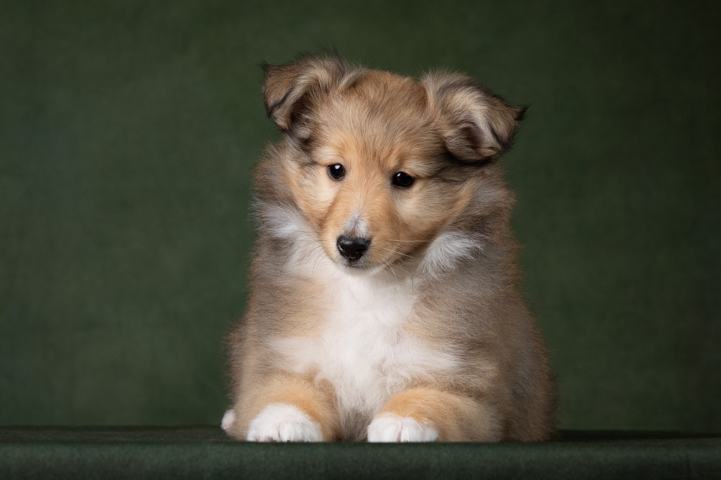 Помет щенков в 2 месяца. Фотограф-анималист в Москве и Московской области Татьяна Фролова