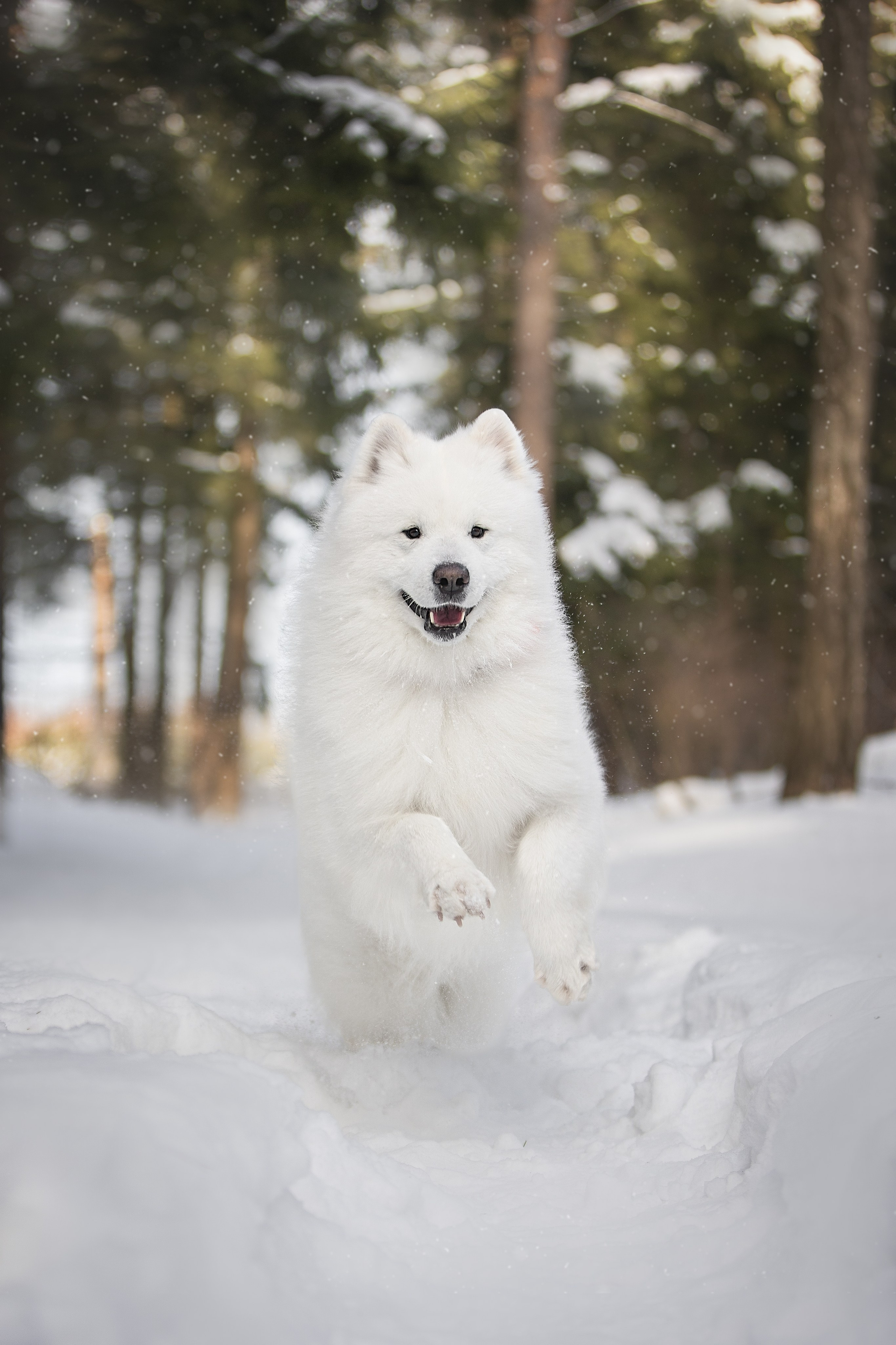 Дмитрий, Наталья и Панти. Фотограф анималист в Москве Майорова Евгения