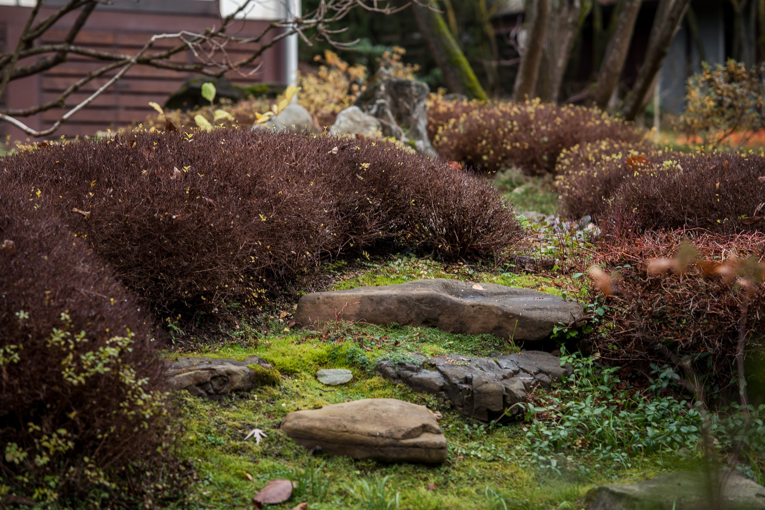 Личный сад Елены Асташкиной (осень). Фотограф Виталий Туманов. Туманов Виталий — фотограф Москва