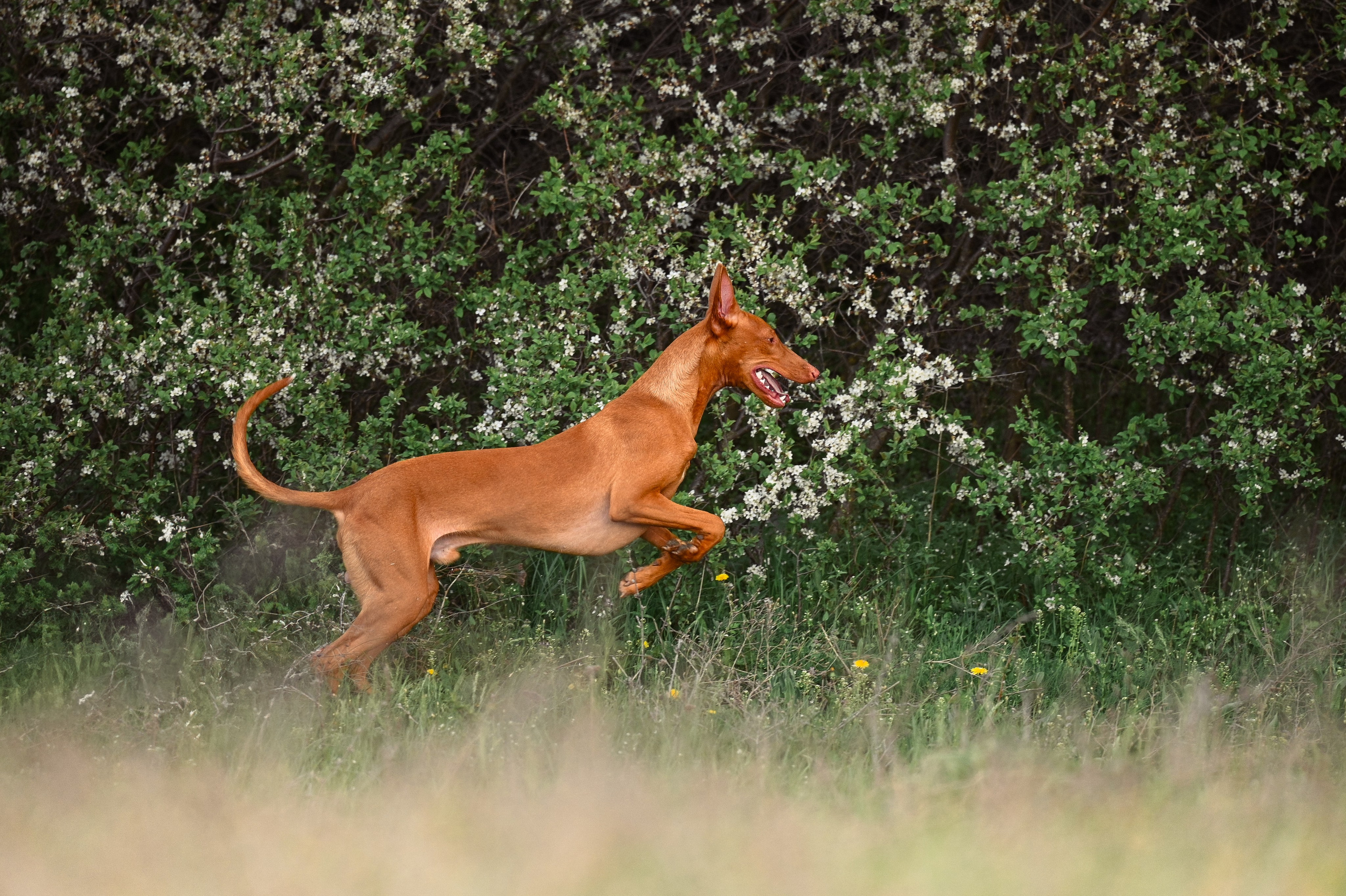 Фараонова собака Ромарио. Фотограф в Ростове —на — Дону