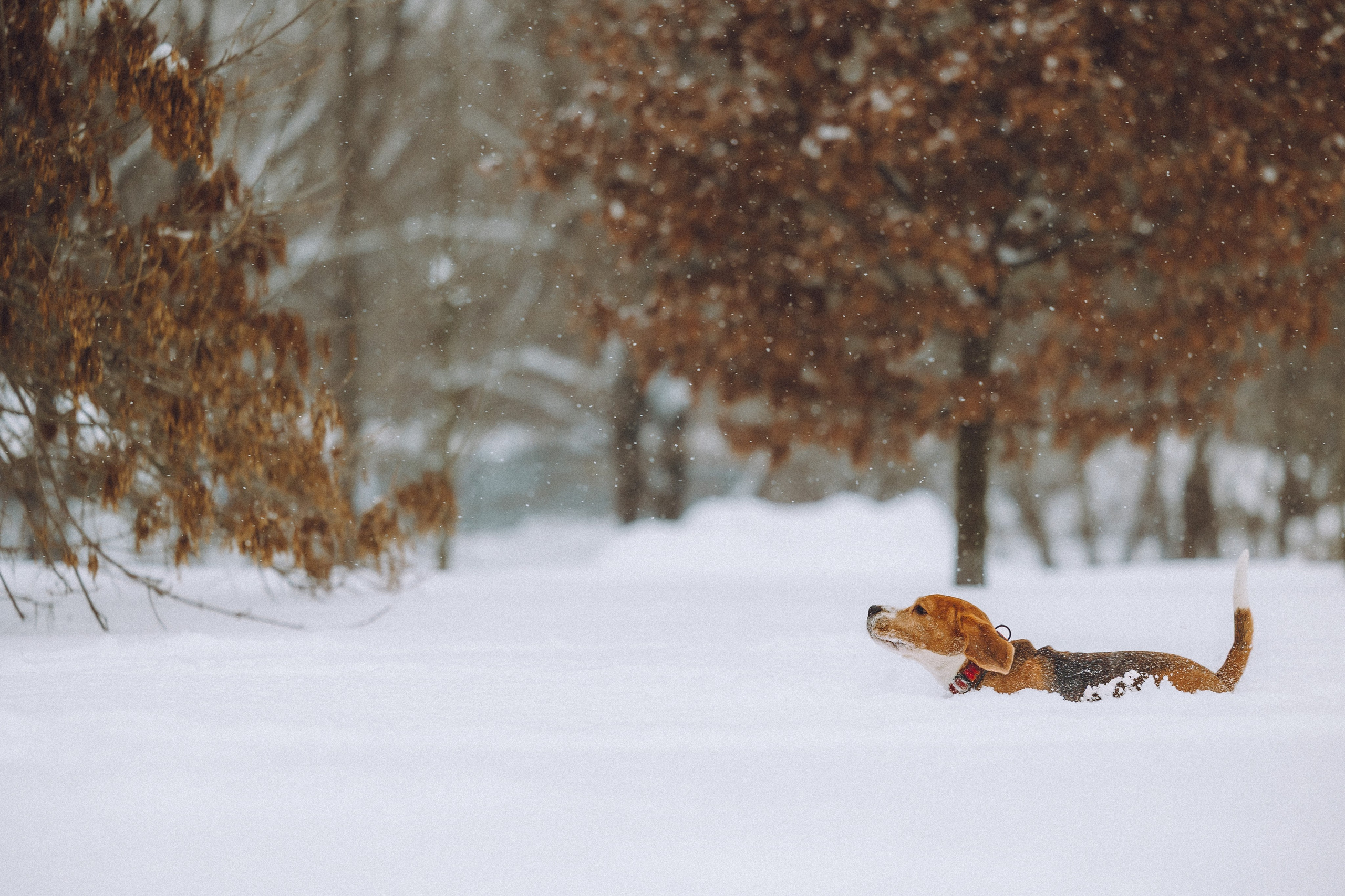 Роман, Портер и Коррес