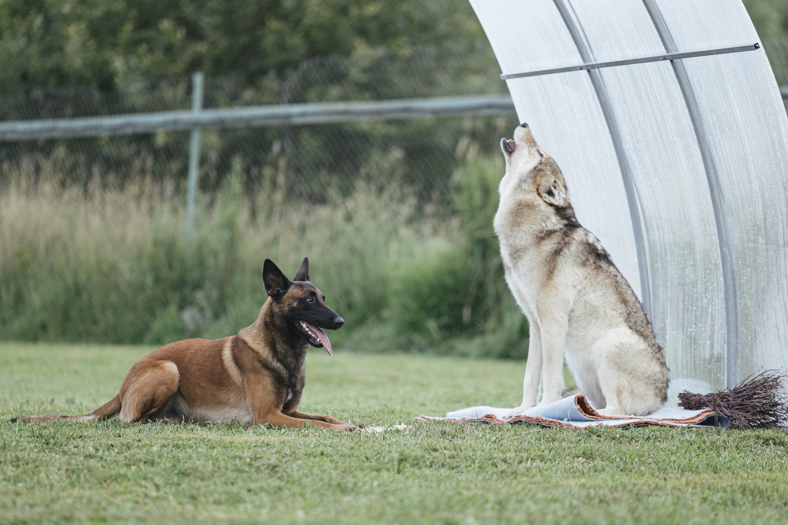 08.08.25-10.08.25 ЧР по мондьорингу г. Вологда. Фотограф-анималист Анна Маринич