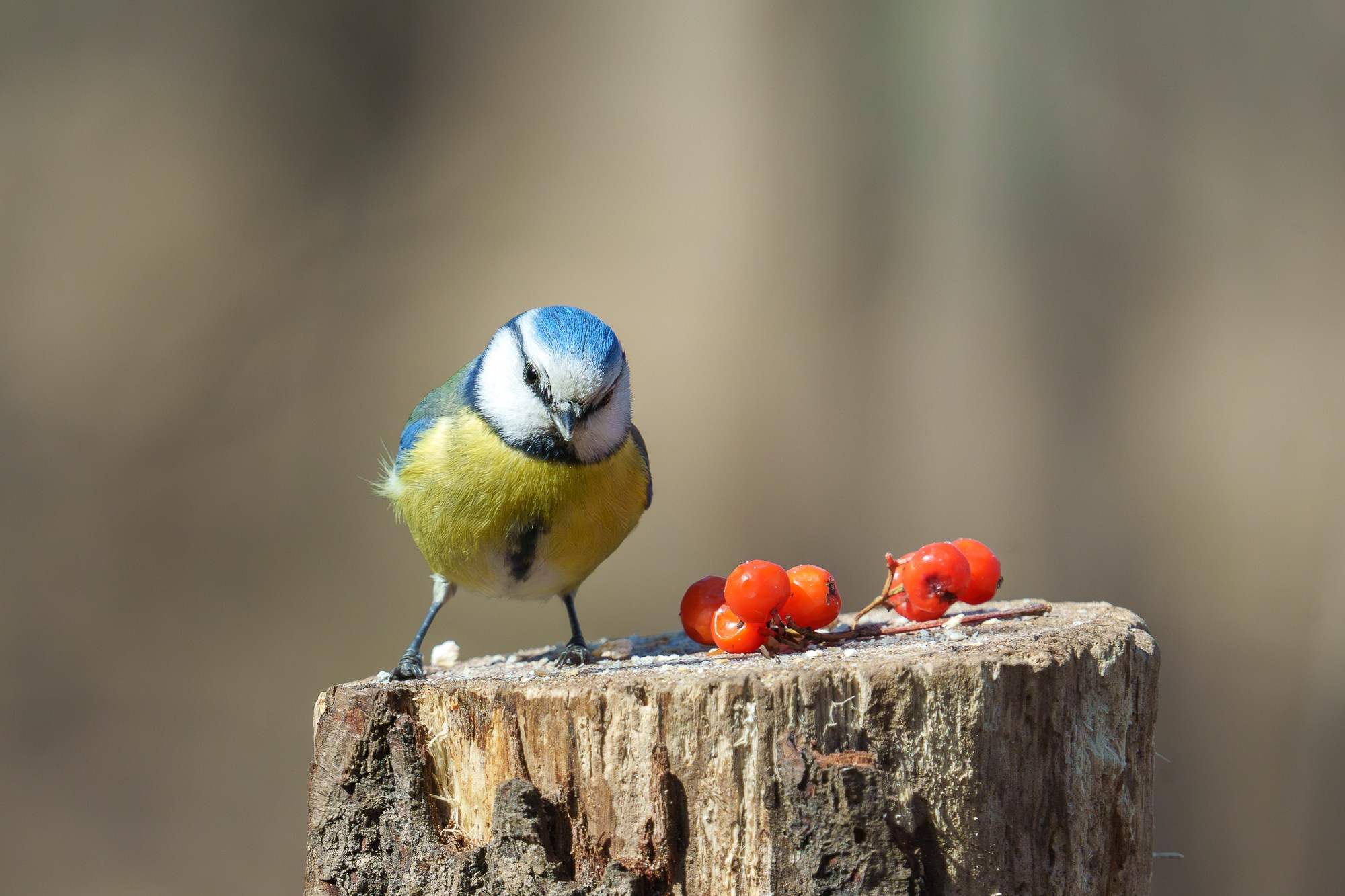 Удивительные мир птиц. Вокруг нас столько прекрасного — присмотритесь!. Ваш личный фотограф Марина Волкова