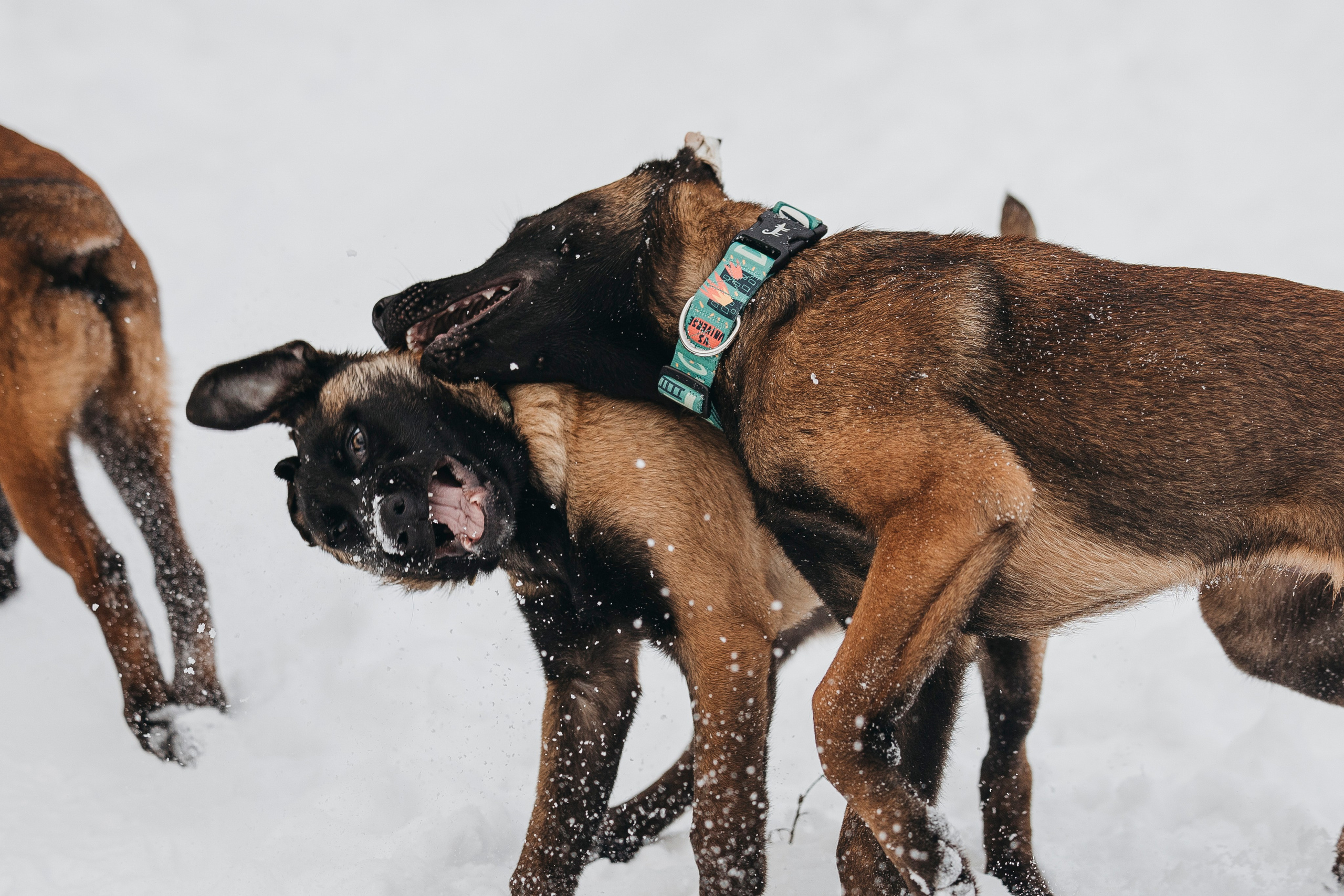 Даша, Омен, Айс и Рицу. Фотограф-анималист Анна Маринич