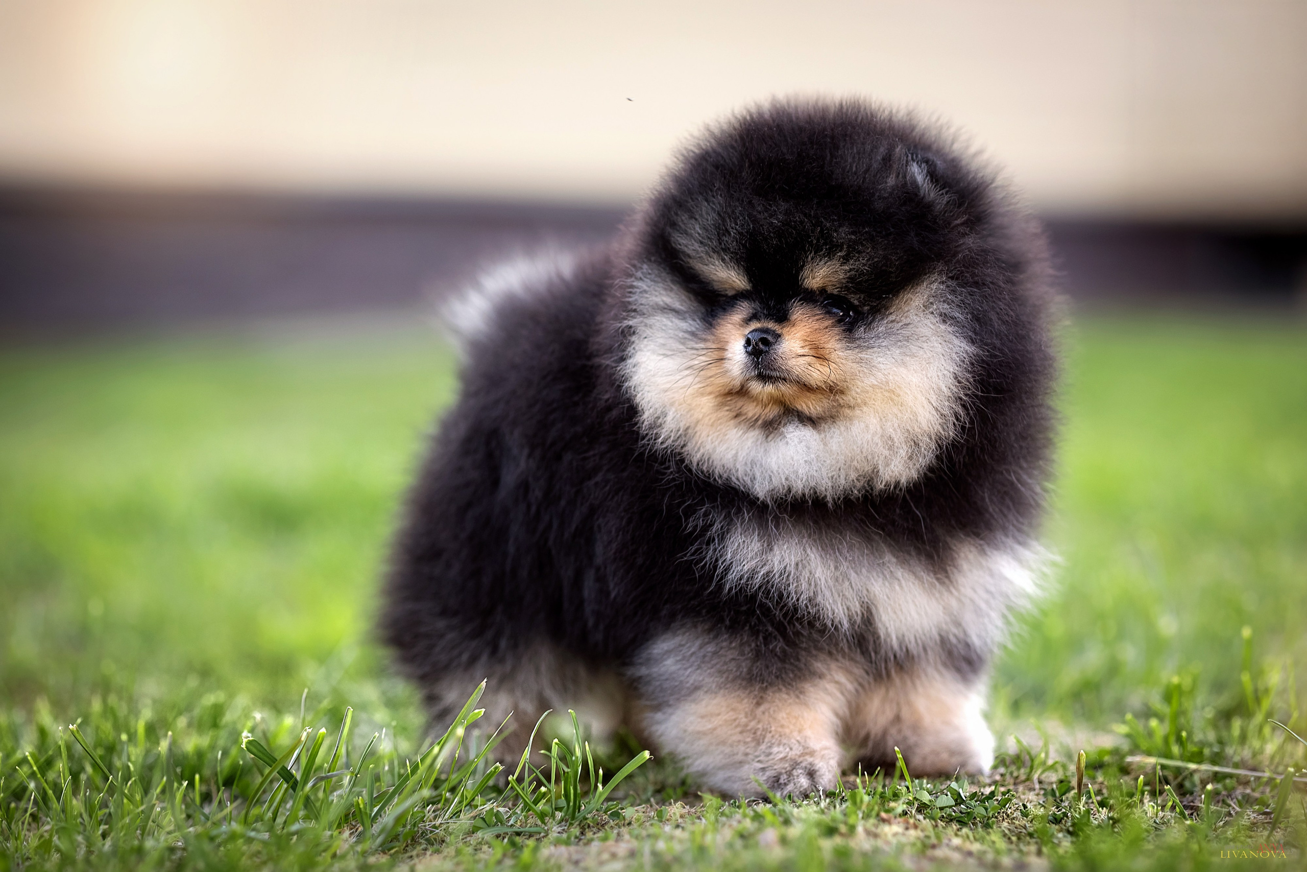 Шпцулики. Фотограф анималист Аня Ливанова | Рыбинск