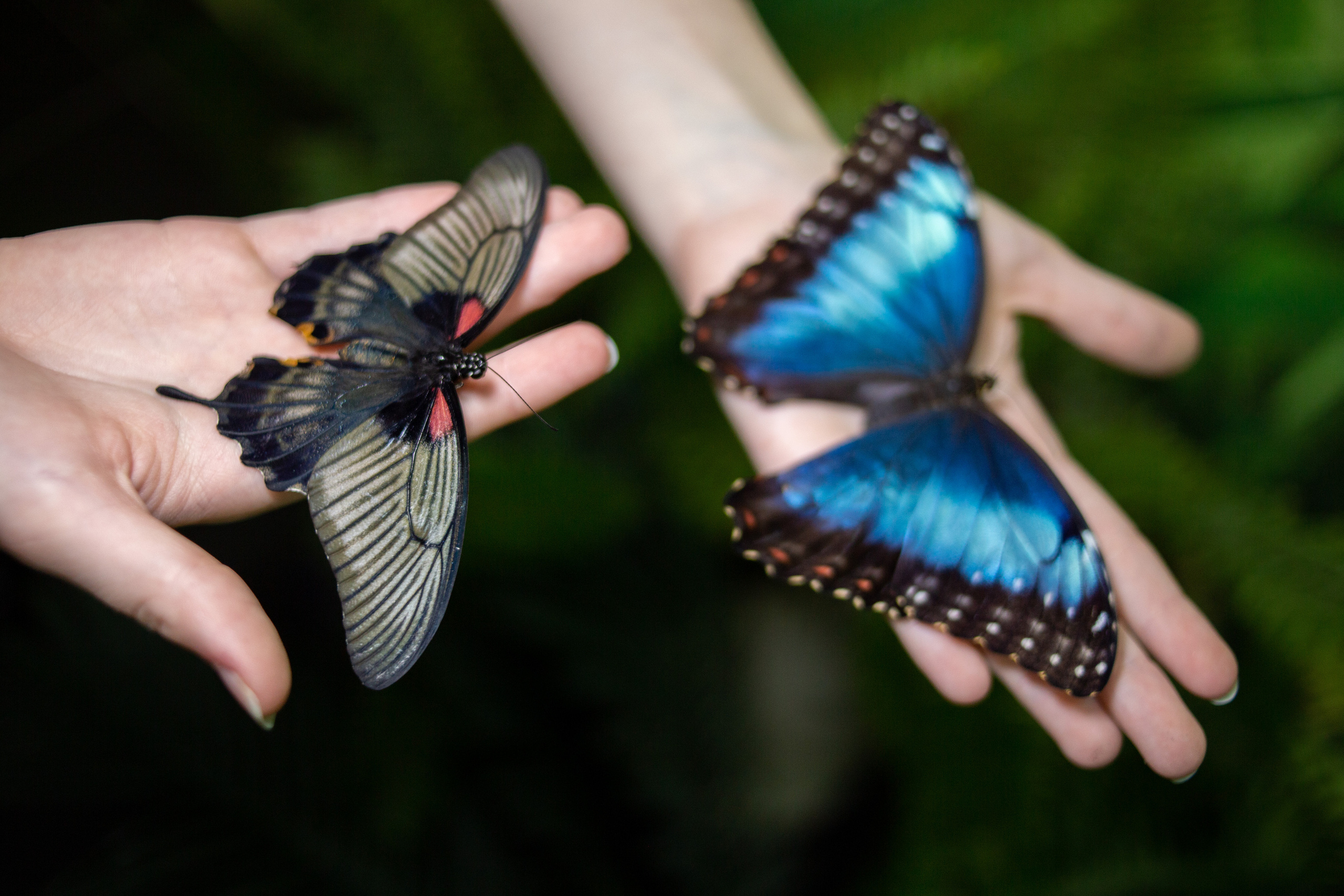 Экзотические бабочки в Минске. Фотограф в Минске Екатерина Тузова