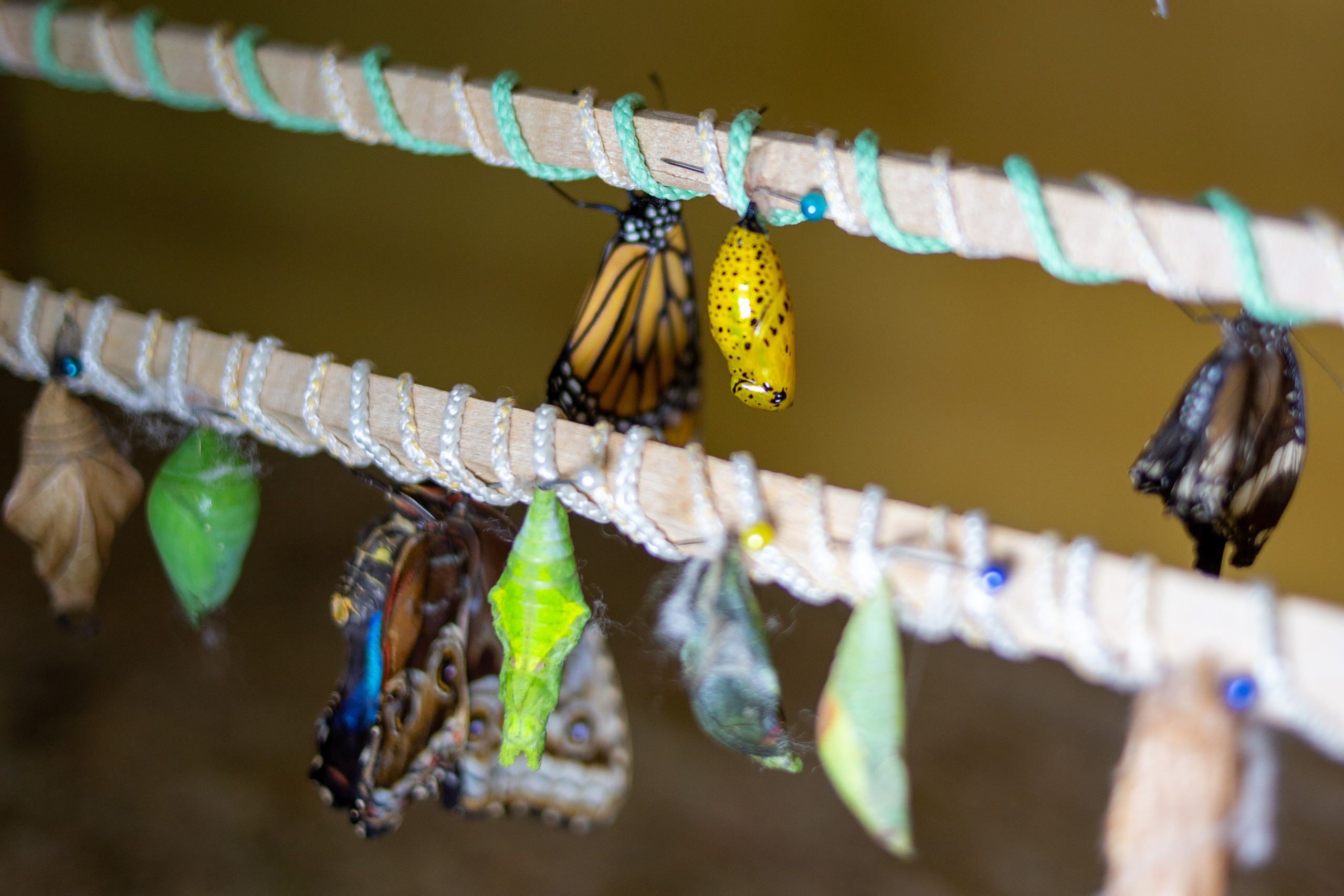 Экзотические бабочки в Минске. Фотограф в Минске Екатерина Тузова