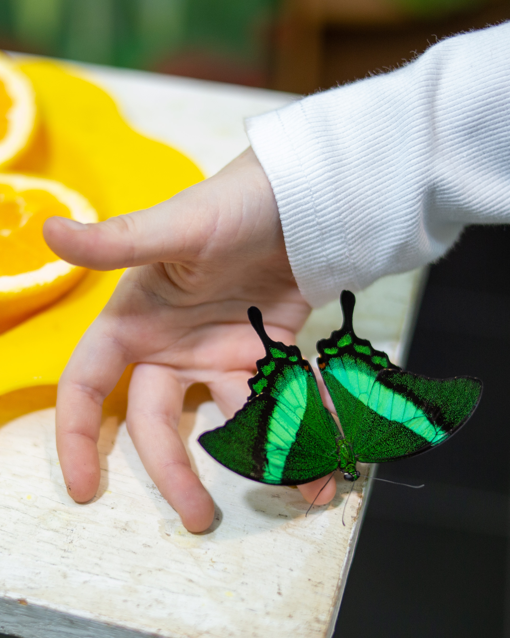 Экзотические бабочки в Минске. Фотограф в Минске Екатерина Тузова