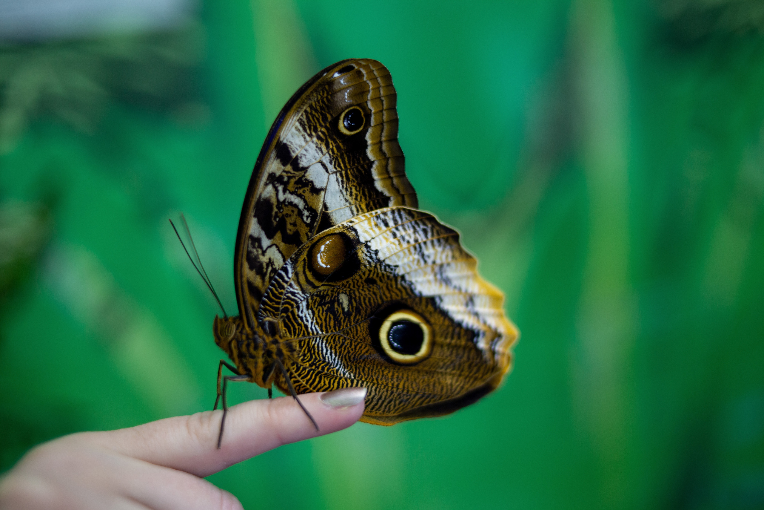 Экзотические бабочки в Минске. Фотограф в Минске Екатерина Тузова