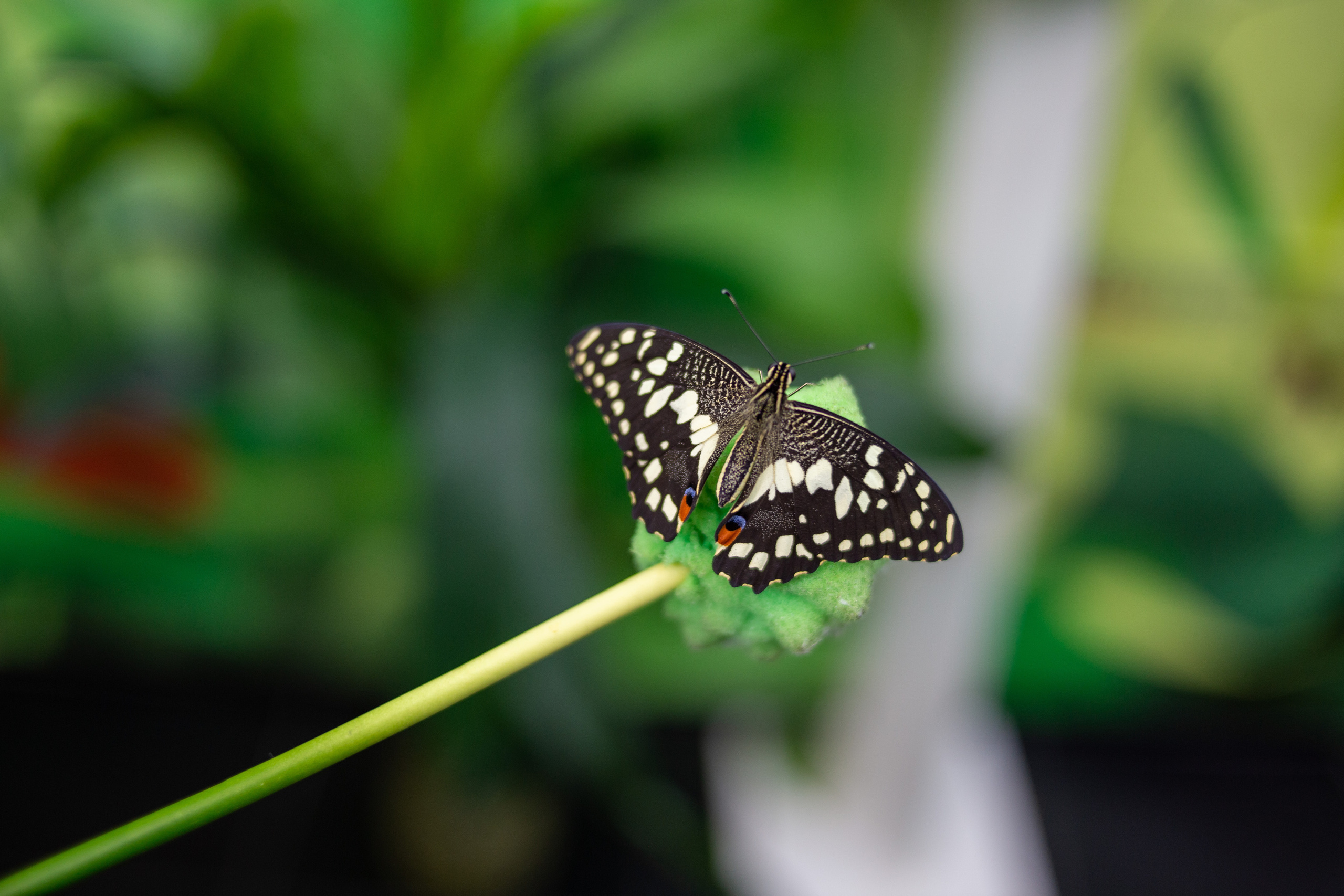 Экзотические бабочки в Минске. Фотограф в Минске Екатерина Тузова