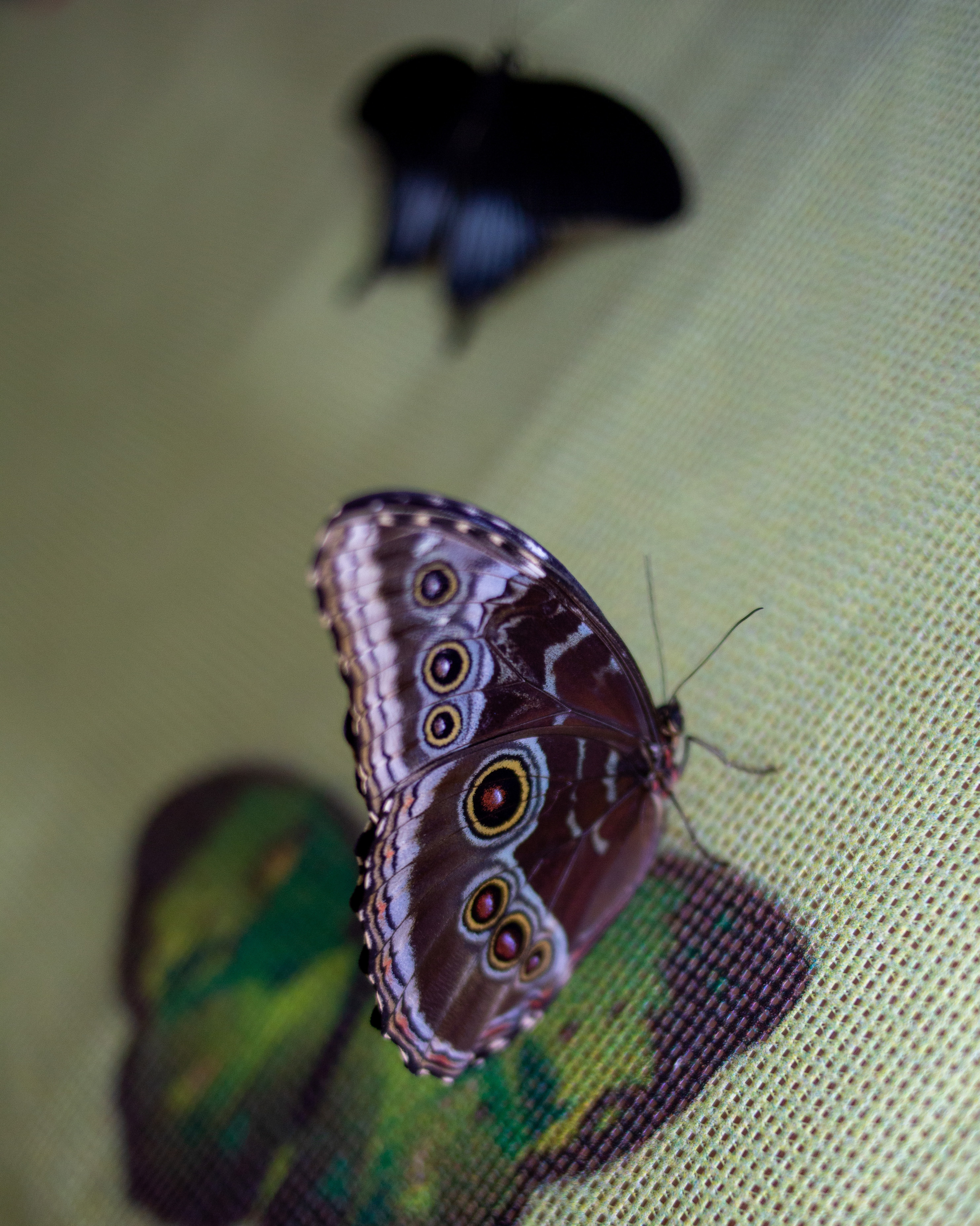 Экзотические бабочки в Минске. Фотограф в Минске Екатерина Тузова