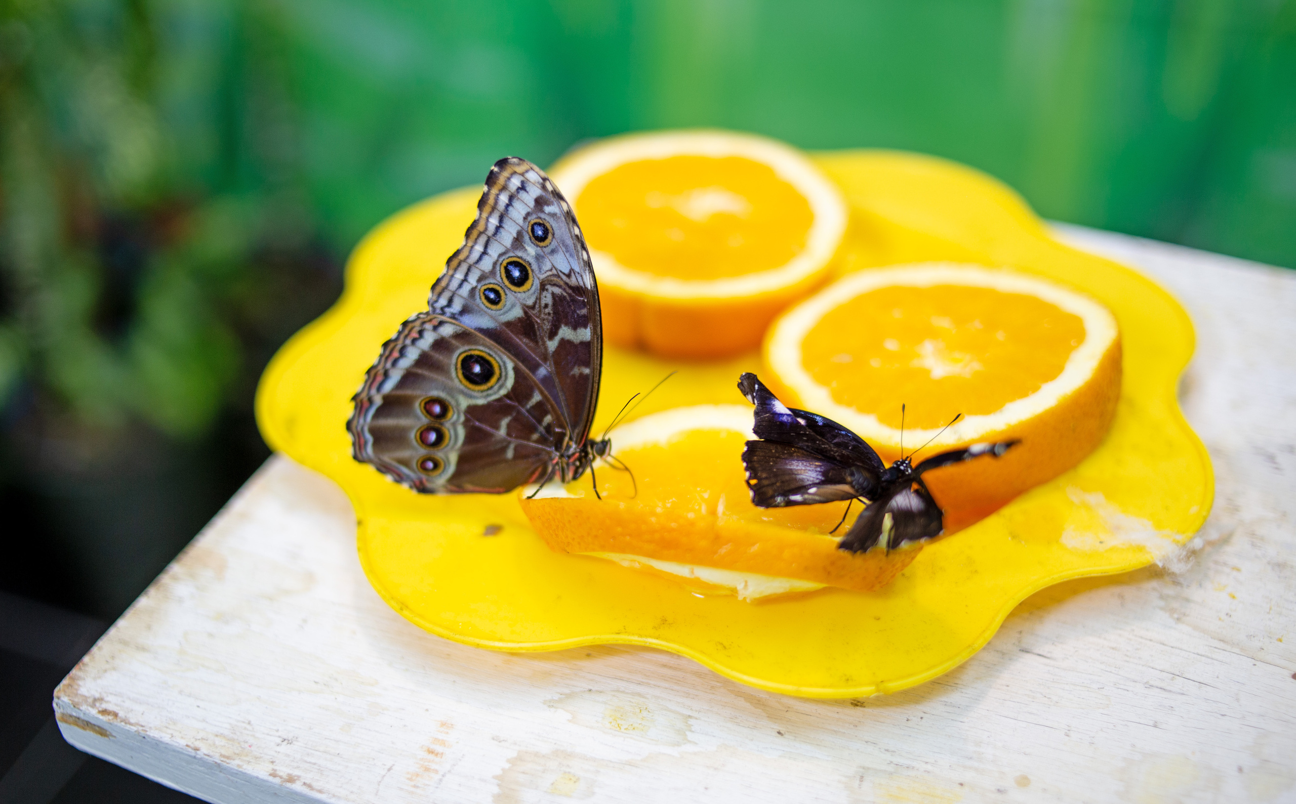 Экзотические бабочки в Минске. Фотограф в Минске Екатерина Тузова