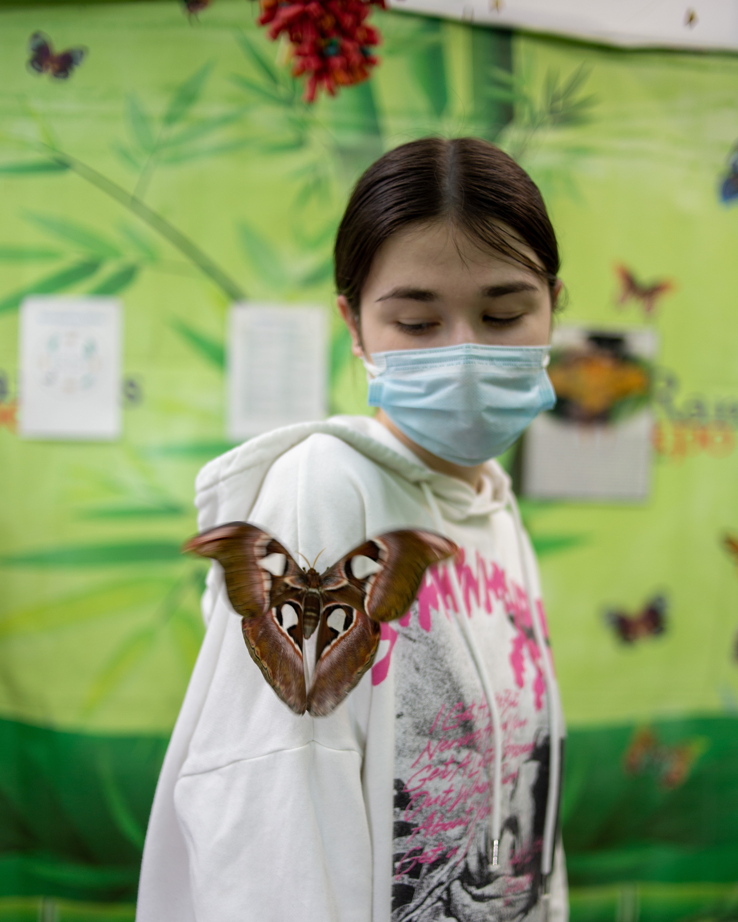 Экзотические бабочки в Минске. Фотограф в Минске Екатерина Тузова