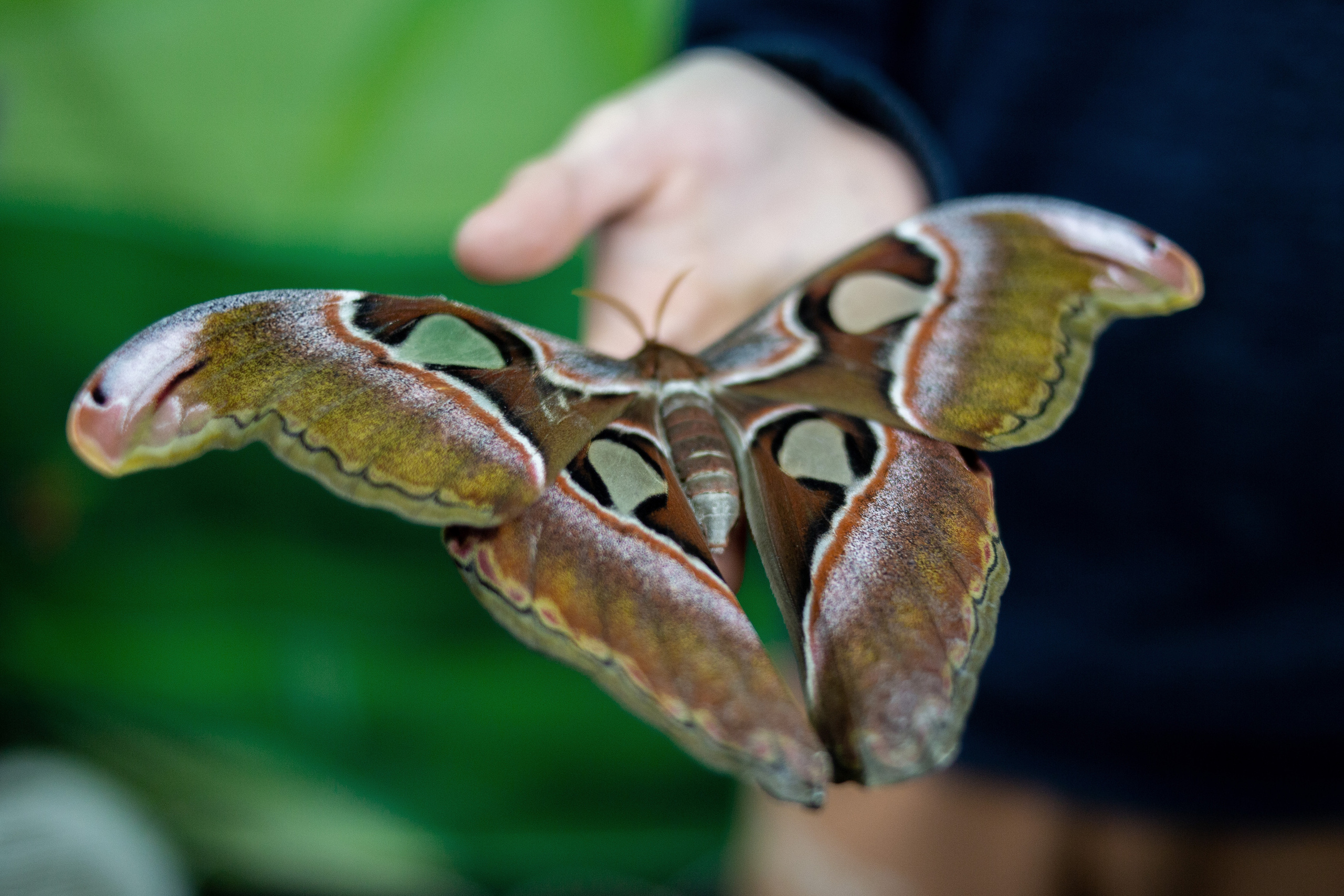 Экзотические бабочки в Минске. Фотограф в Минске Екатерина Тузова
