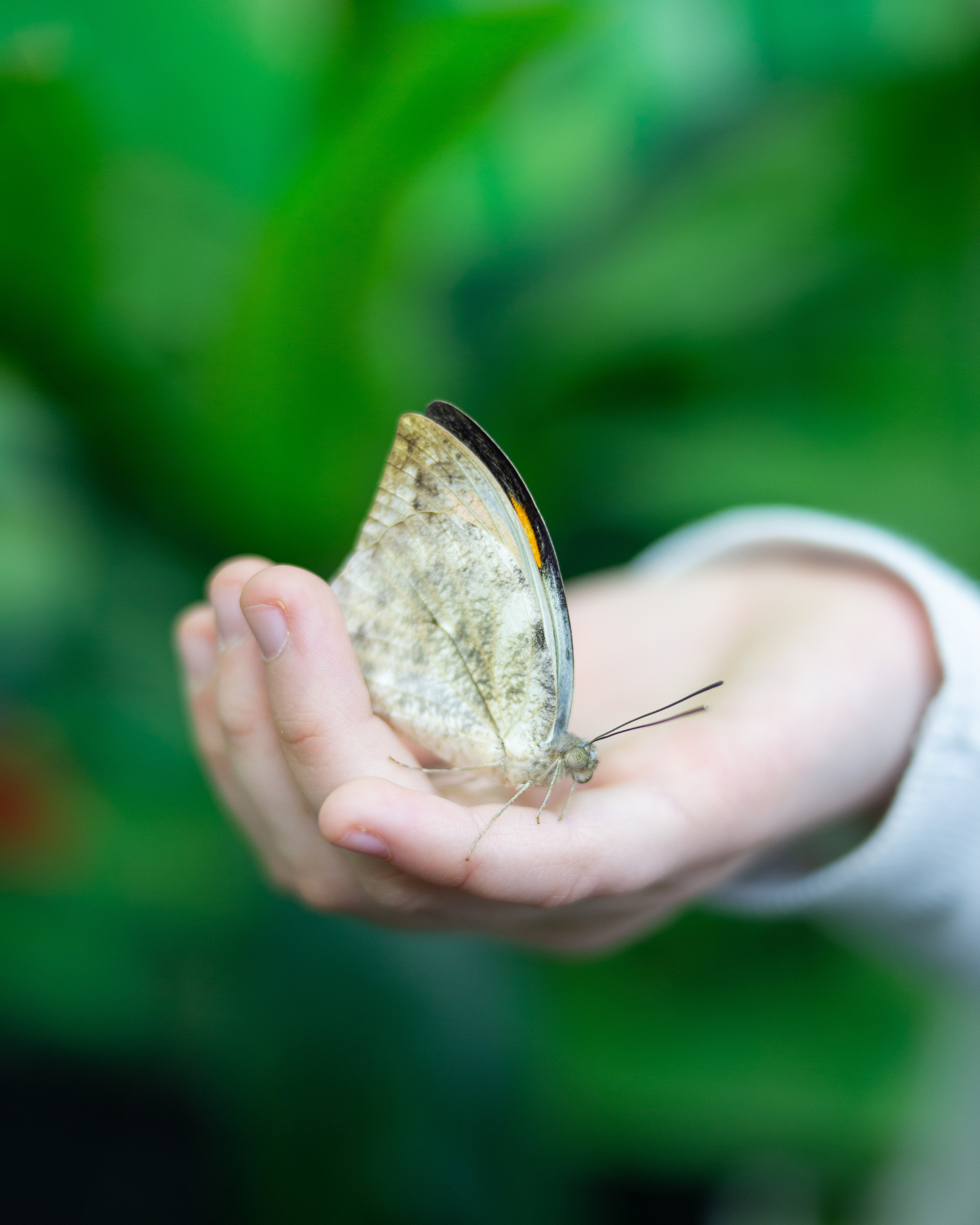 Экзотические бабочки в Минске. Фотограф в Минске Екатерина Тузова