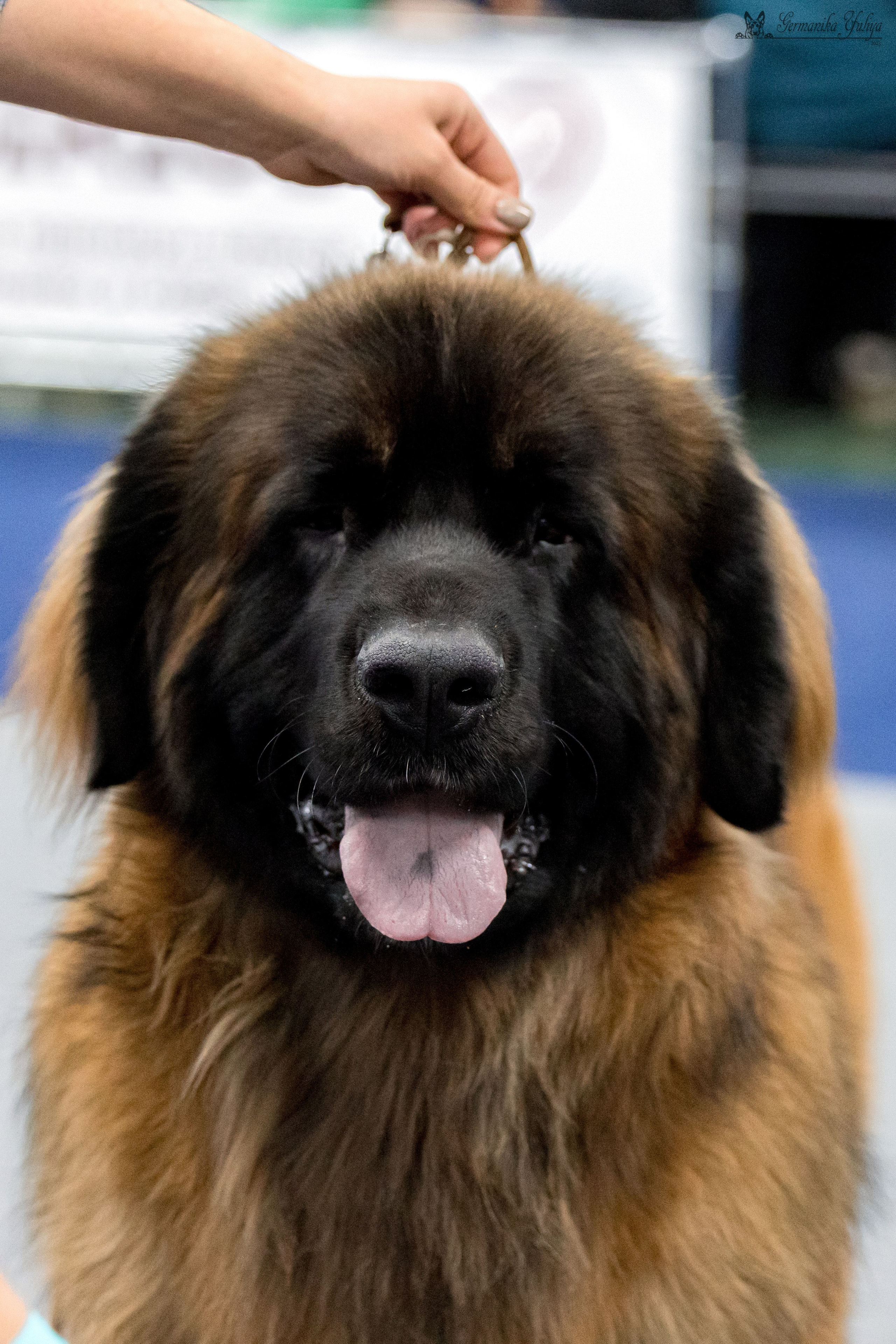 Сфера 29.10,Крокус 4.11,Сфера 12.11.2023. Фотограф-анималист Юлия Германика