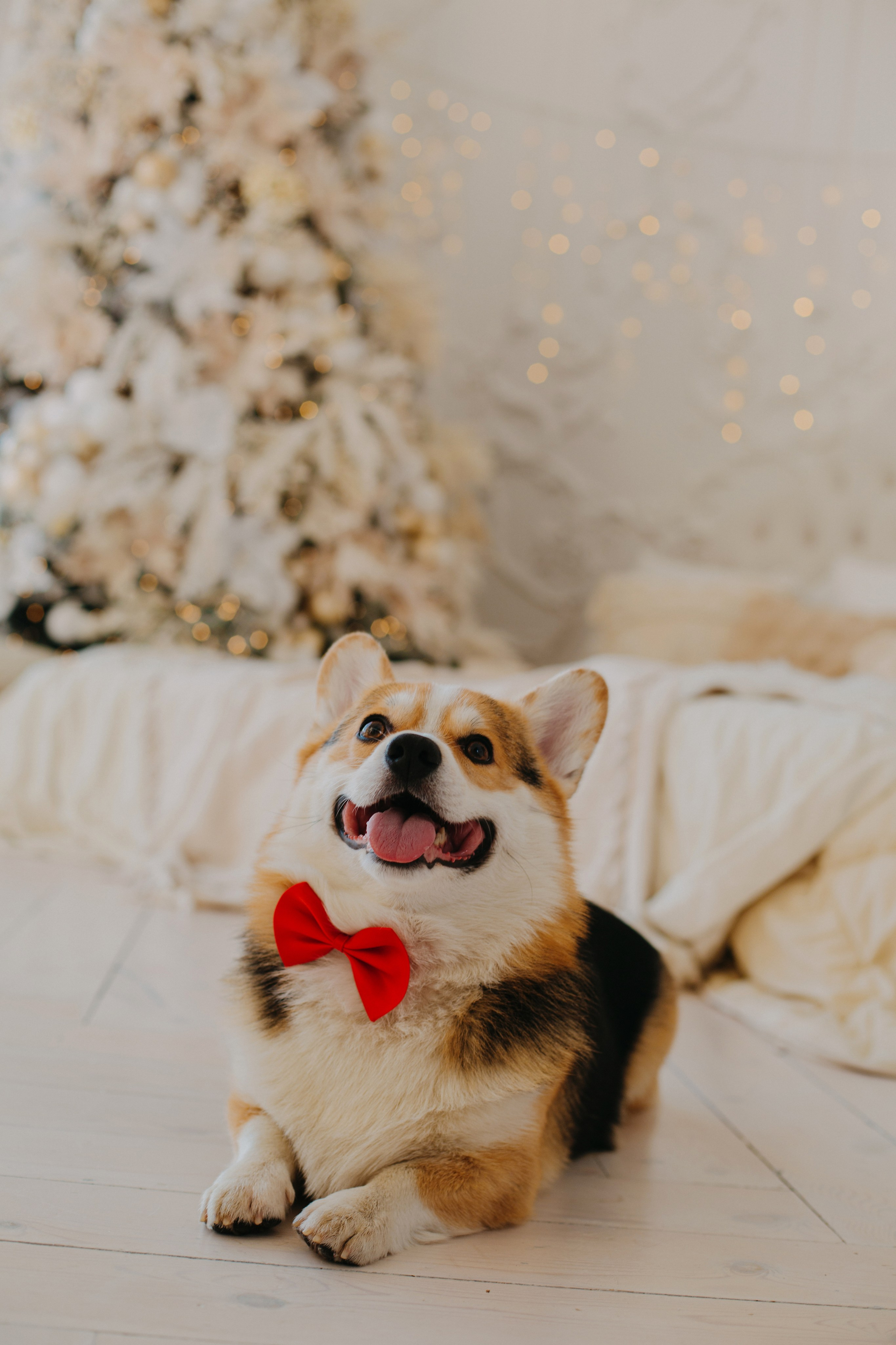 Новогодние съемки. Фуд фотограф новосибирск