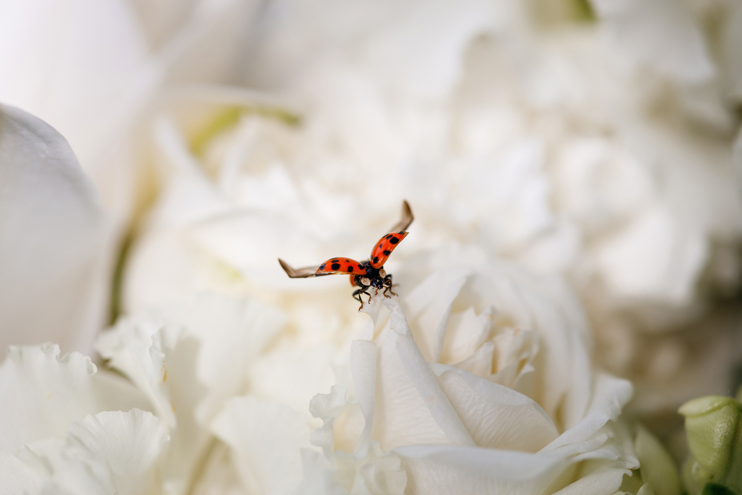 Алексей и Анастасия