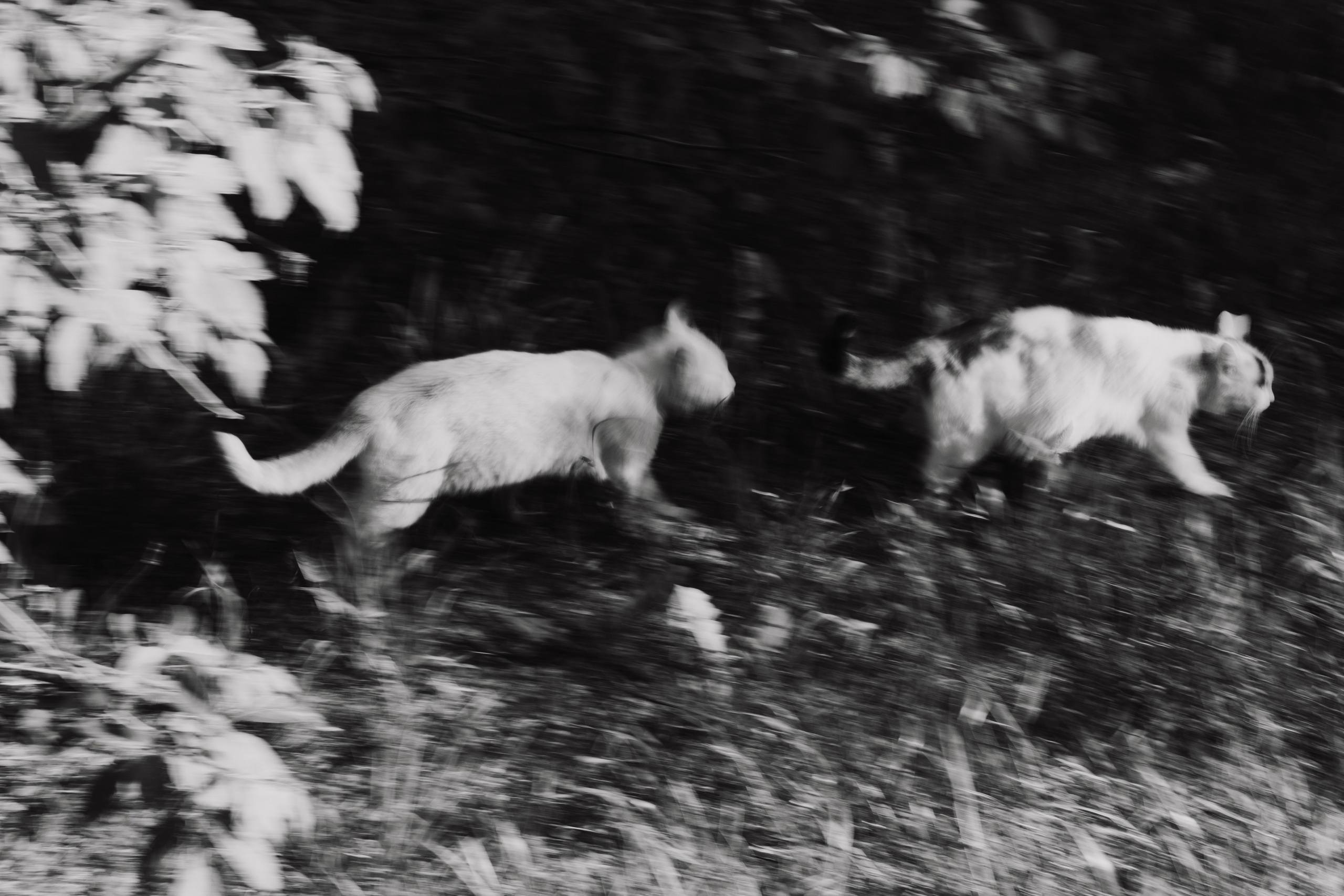Кошки. Фотограф Александр Тихонов